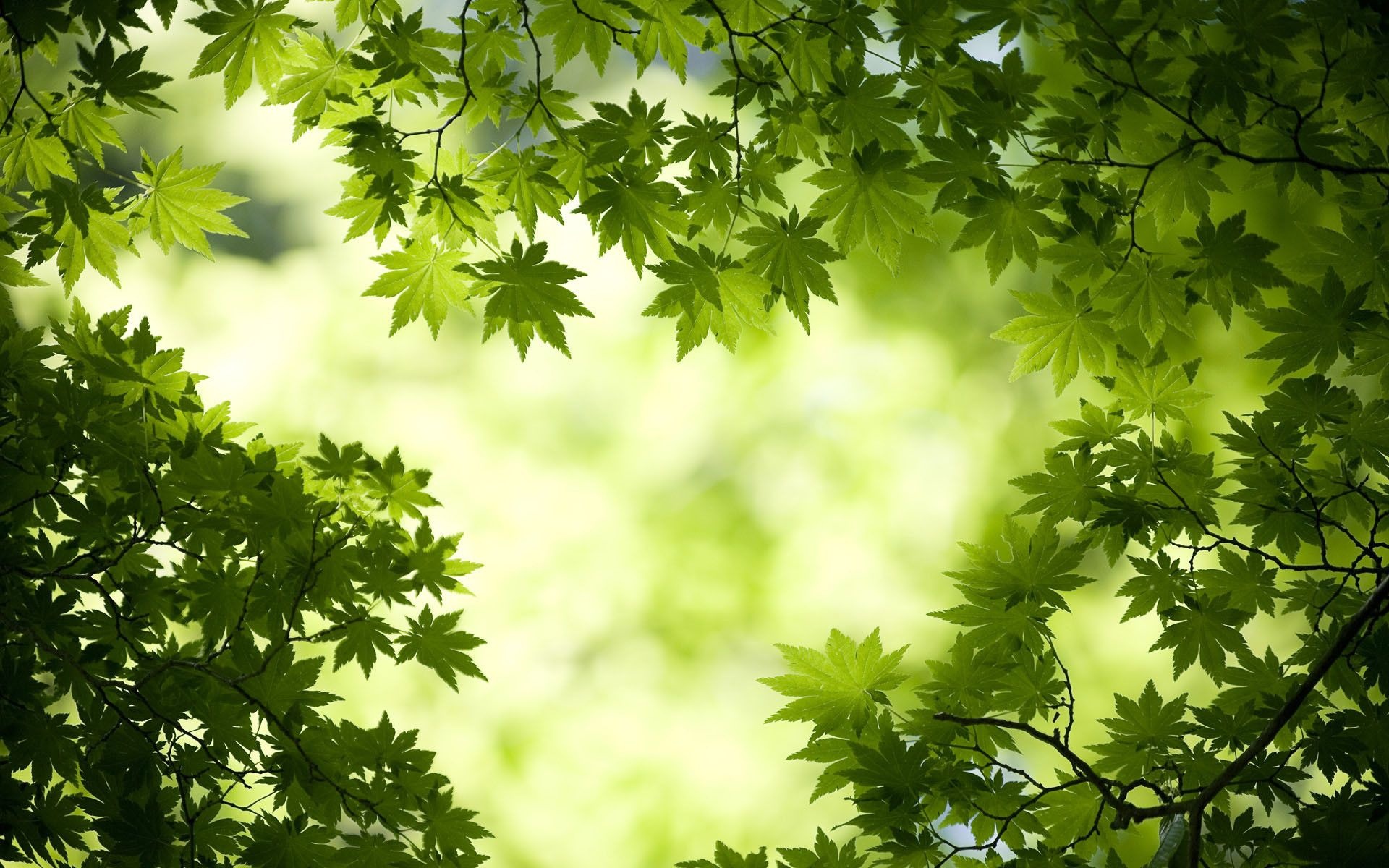 Maple leaves, Falling foliage, Natural beauty, Colourful tapestry, 1920x1200 HD Desktop