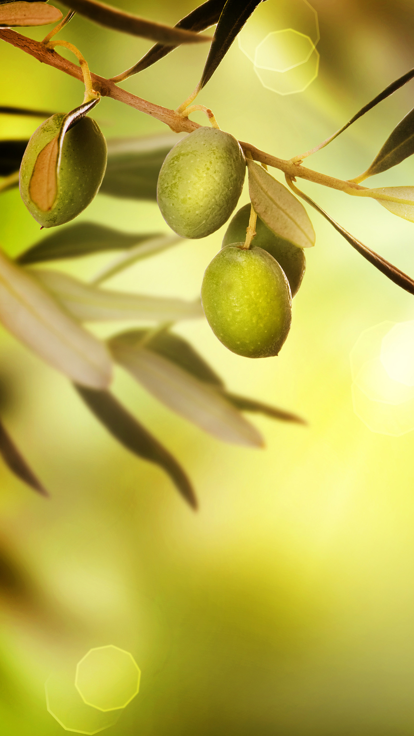 Free olive wallpapers, Green goodness, Natural beauty, Botanical aesthetics, 1440x2560 HD Phone