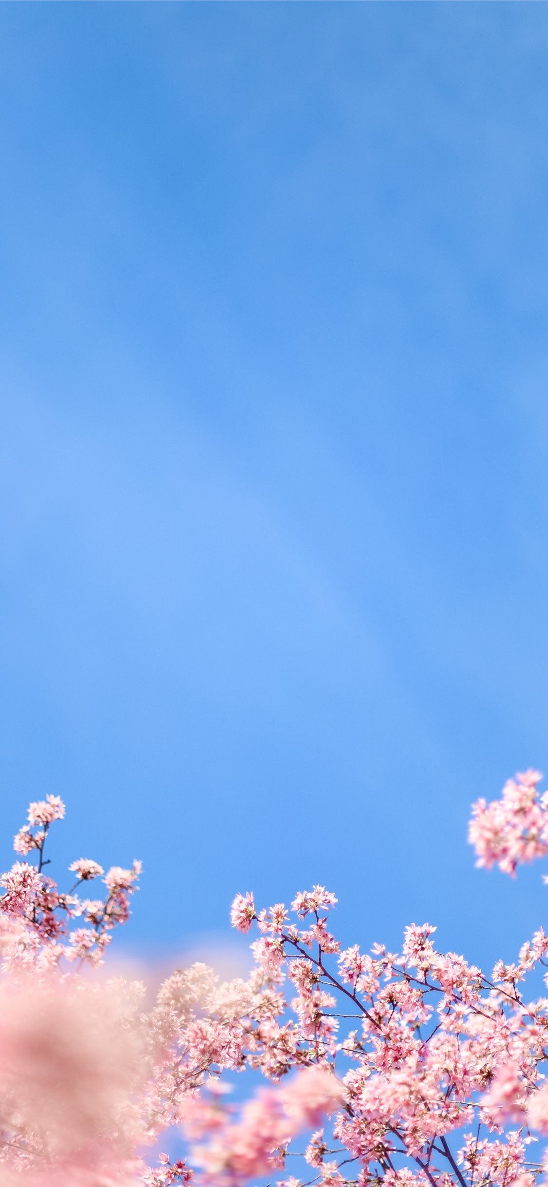 blooming cherry blossoms, clear blue sky, flowering tree branches, HD Phone wallpaper
