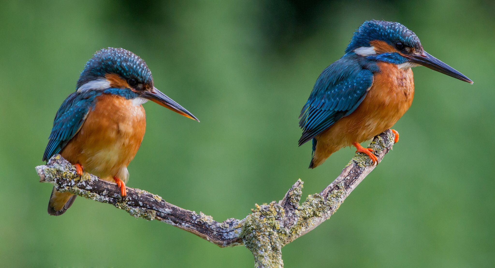 Bird wallpaper, HD birds, Beautiful bird, Backgrounds, 2050x1110 HD Desktop