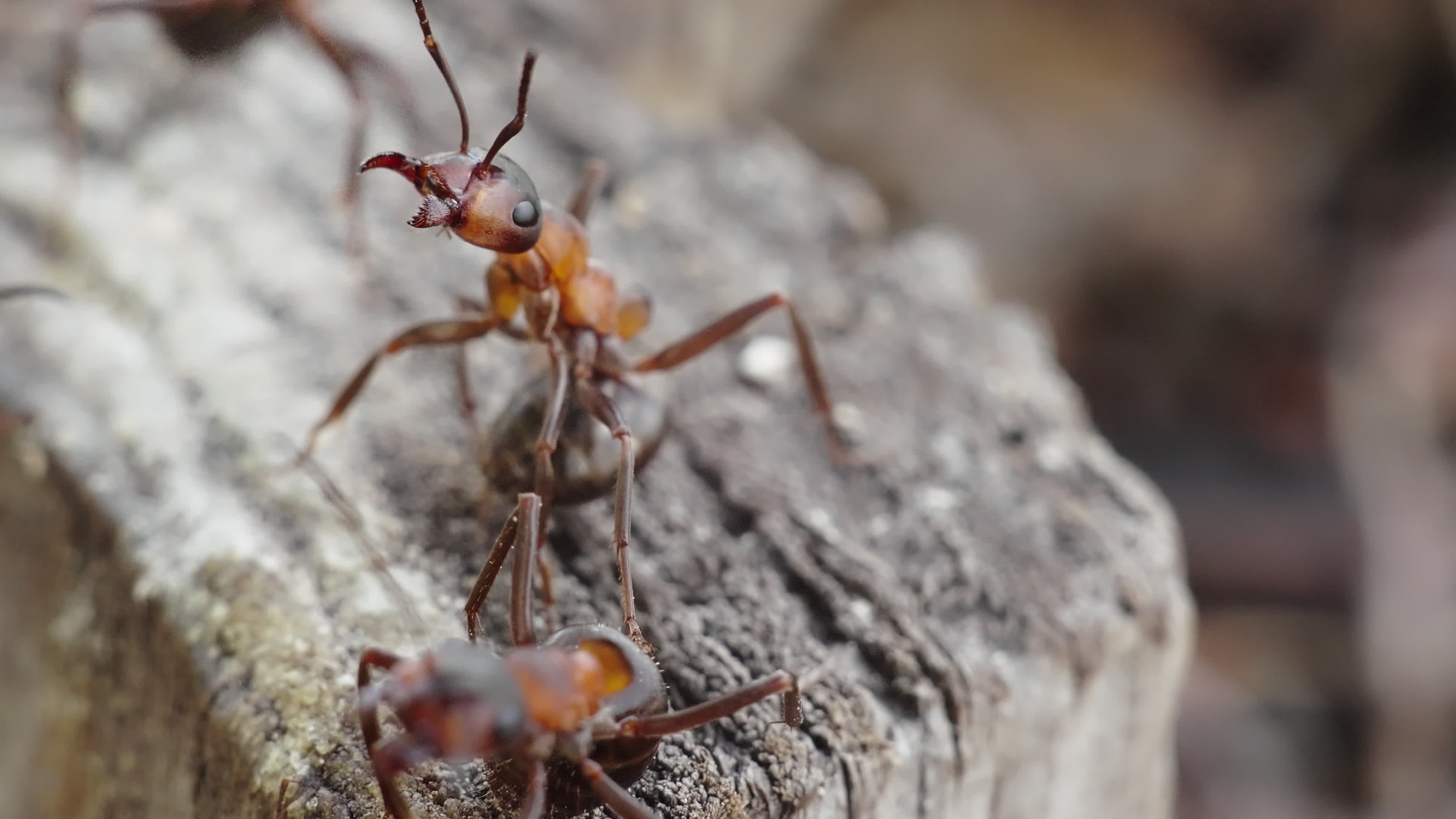 Wood ant formica rufa, Macro shot, Old tree stump, Nature's guardians, 3840x2160 4K Desktop