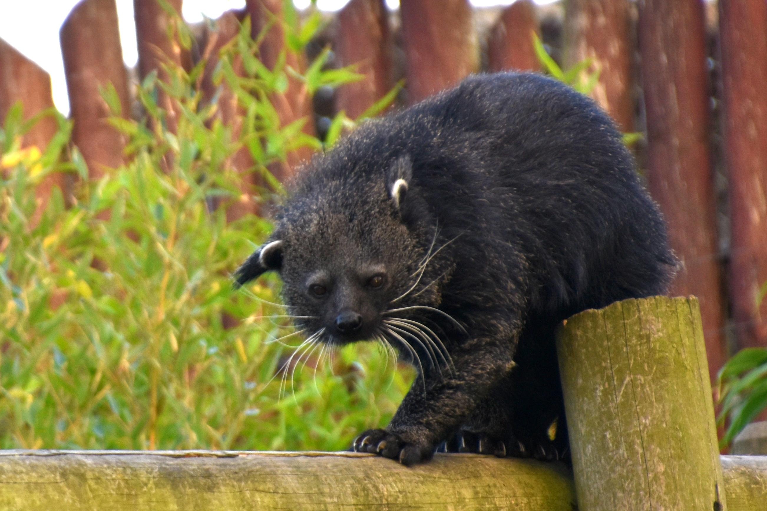 Binturong animal, Brown nature, Free download, Jooinn, 2610x1740 HD Desktop