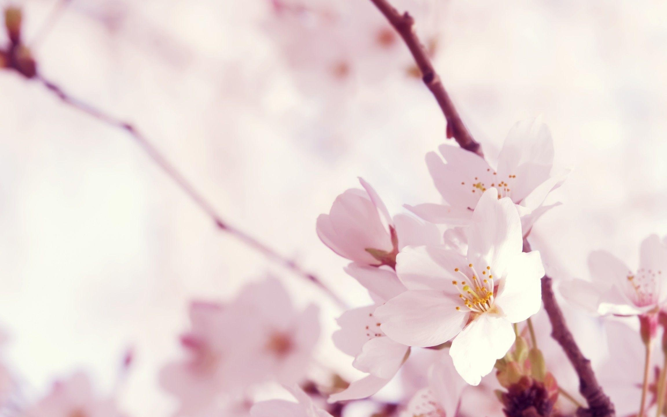 Sakura blossom close-up, Blooming cherry blossom branch, Pale pink floral bokeh, HD Desktop wallpaper