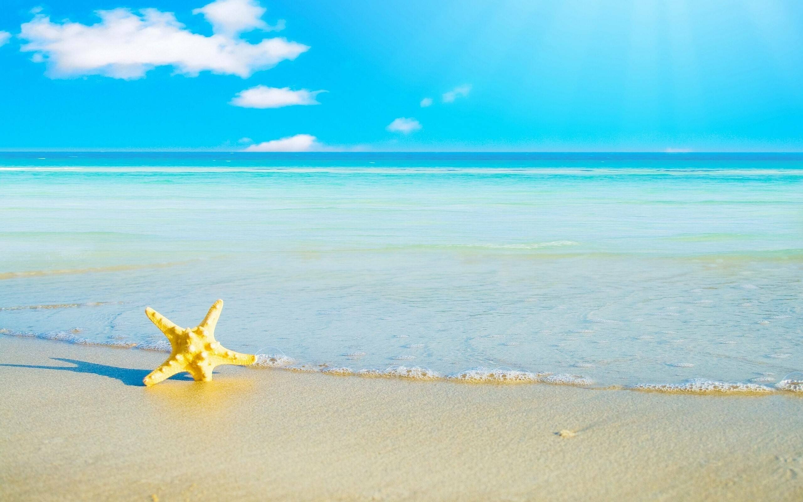 Starfish, Ocean and sealife, Desktop and mobile backgrounds, Bokeh effects, 2560x1600 HD Desktop