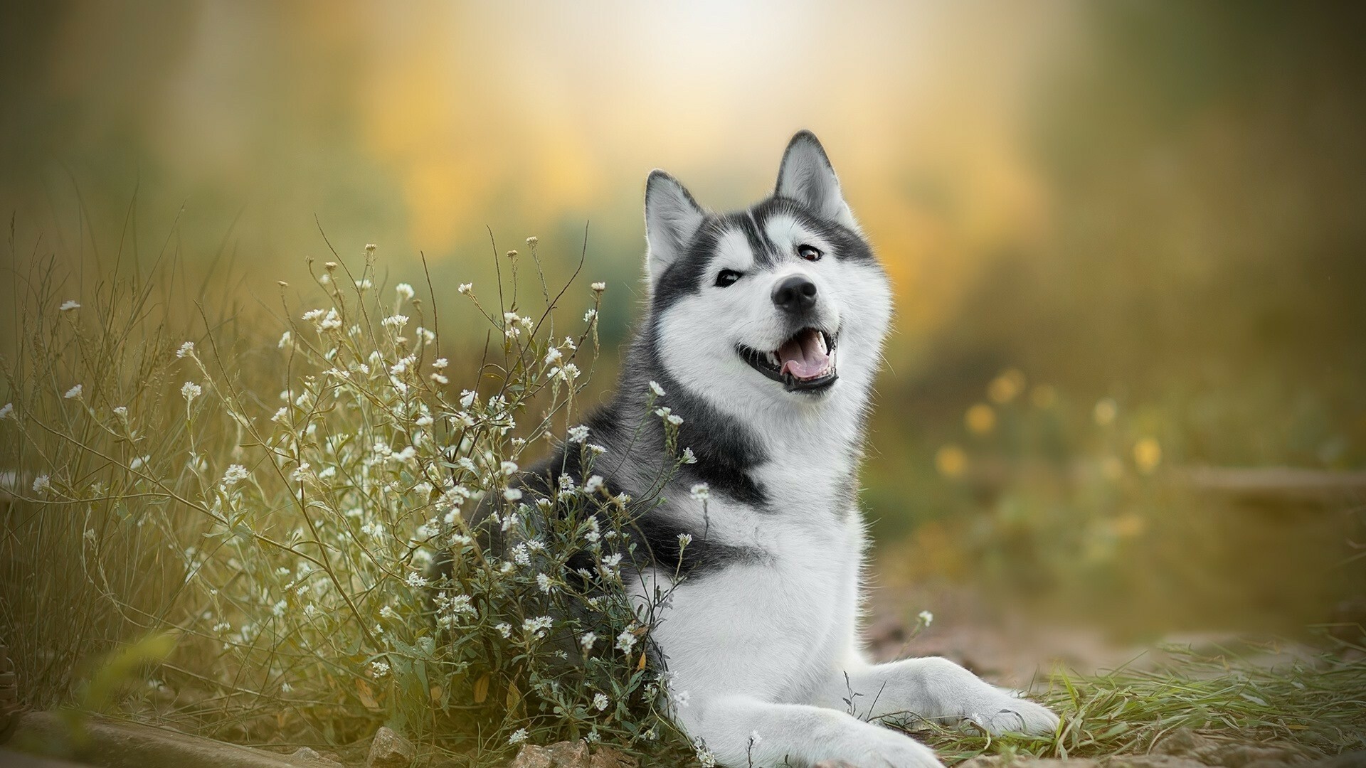 Siberian Husky, Gallery of wallpapers, Husky-themed backgrounds, Eye-catching visuals, 1920x1080 Full HD Desktop