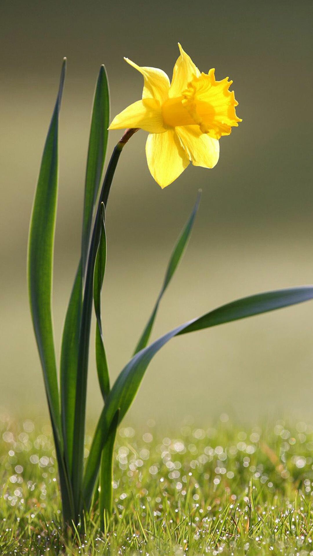 Narcissus macro, iPhone 6 plus wallpaper, Beautiful flowers, Daffodil, 1080x1920 Full HD Phone