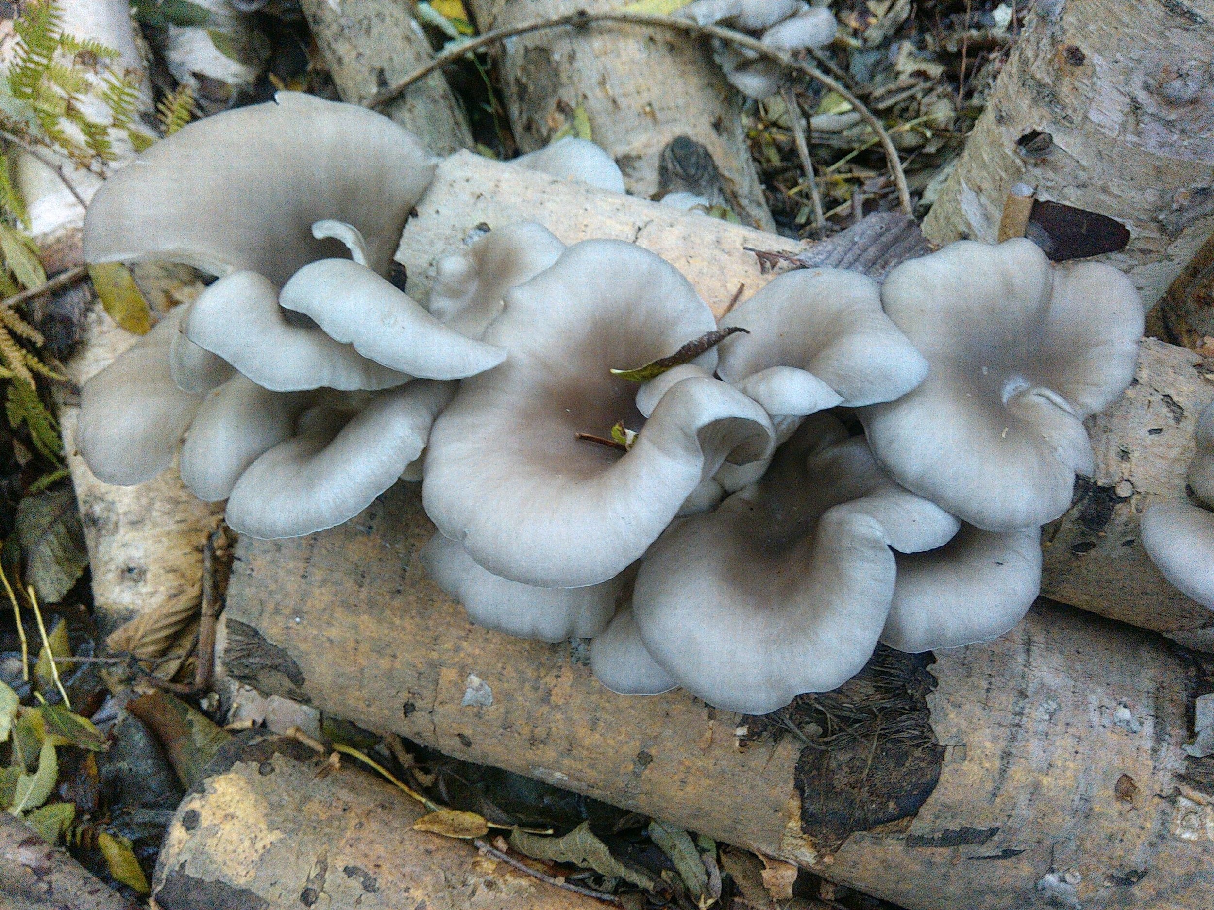 Oyster mushrooms, Mushroom cultivation, La Taillede, Fungal farming, 2500x1880 HD Desktop