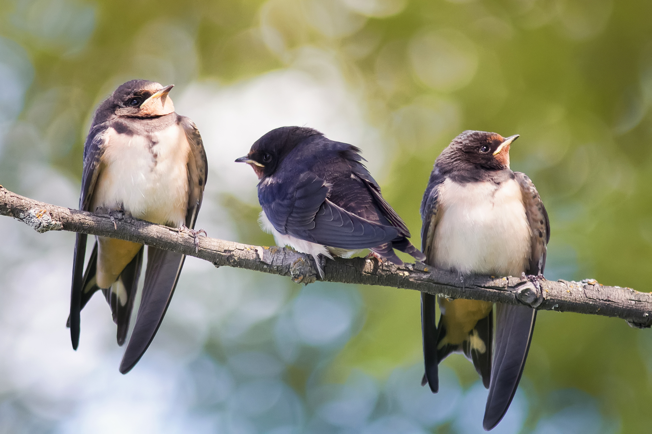 Swallow wallpapers, Illustrated swallows, Avian beauty, Nature-themed, 2700x1800 HD Desktop