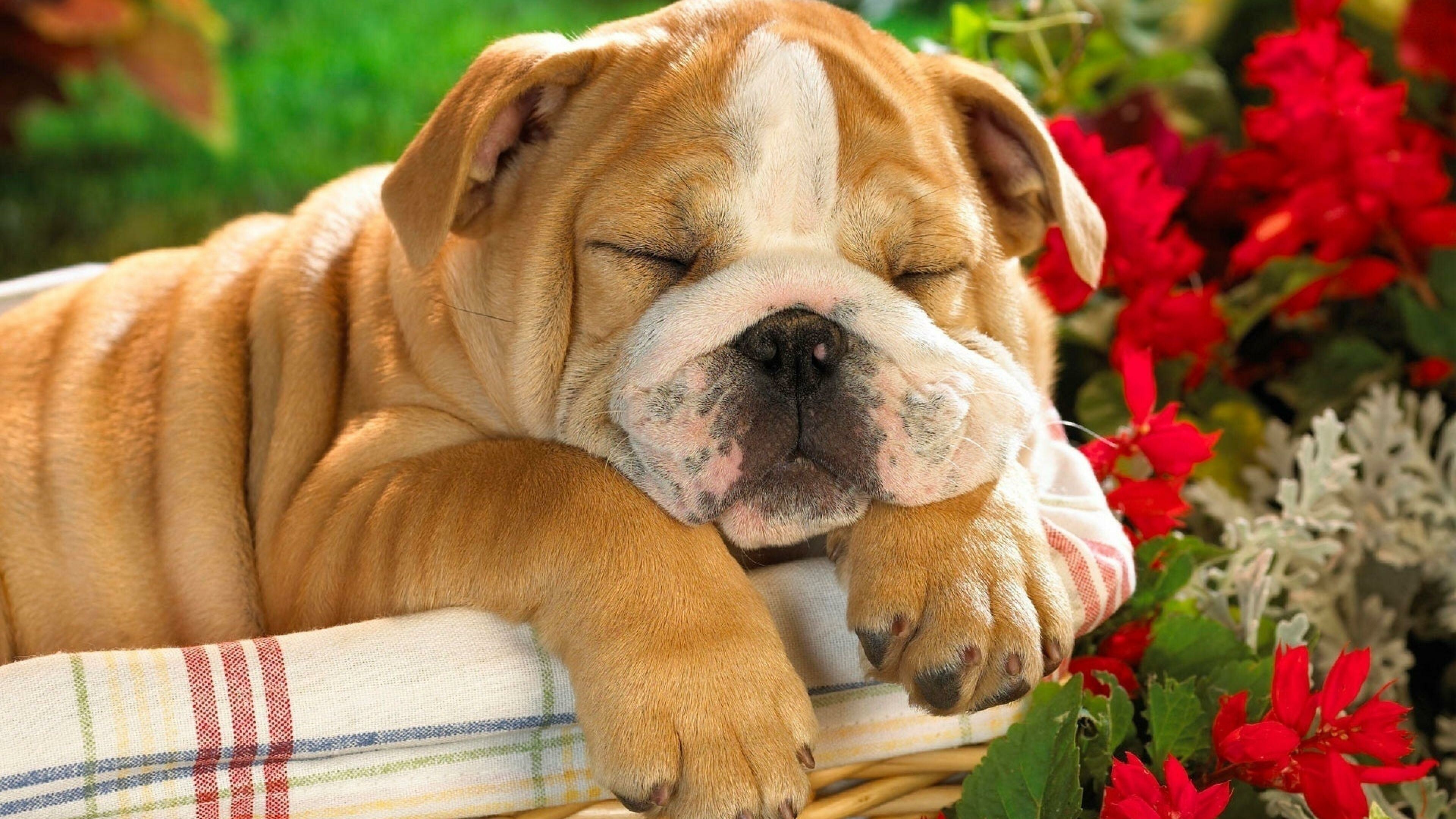 Sleeping, Bulldog Wallpaper, 3840x2160 4K Desktop