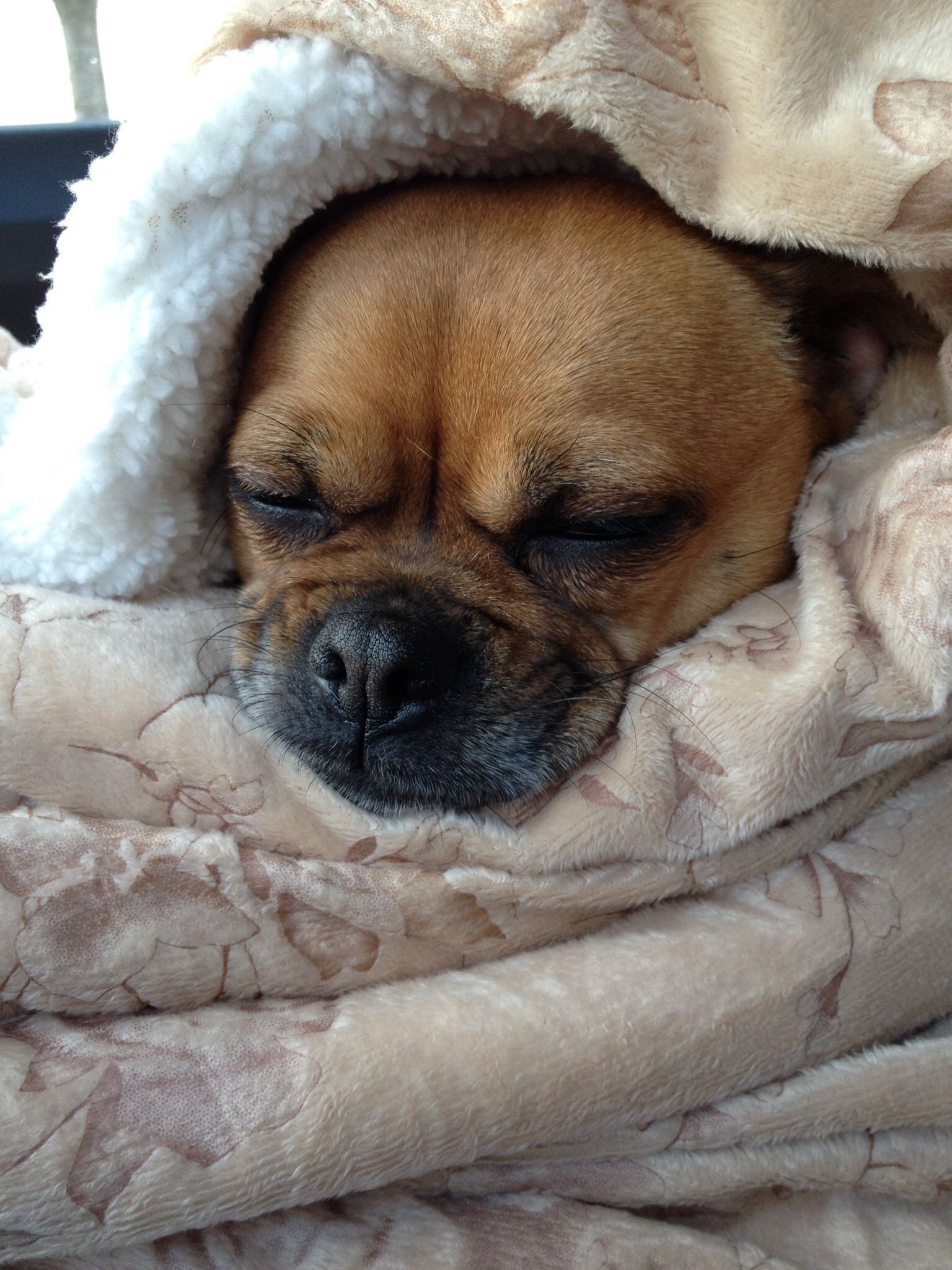 Brussels Griffon, Pug and Griffon mix, Annie snuggled down, Pet companions, 1540x2050 HD Phone