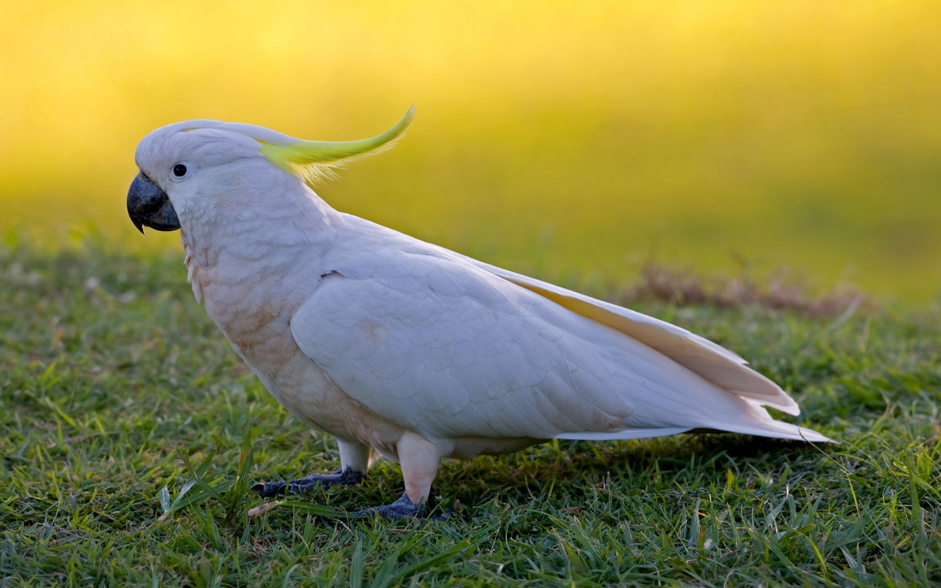 Sulfur-crested cockatoo, High-definition wallpaper, Free download, 1920x1200 HD Desktop