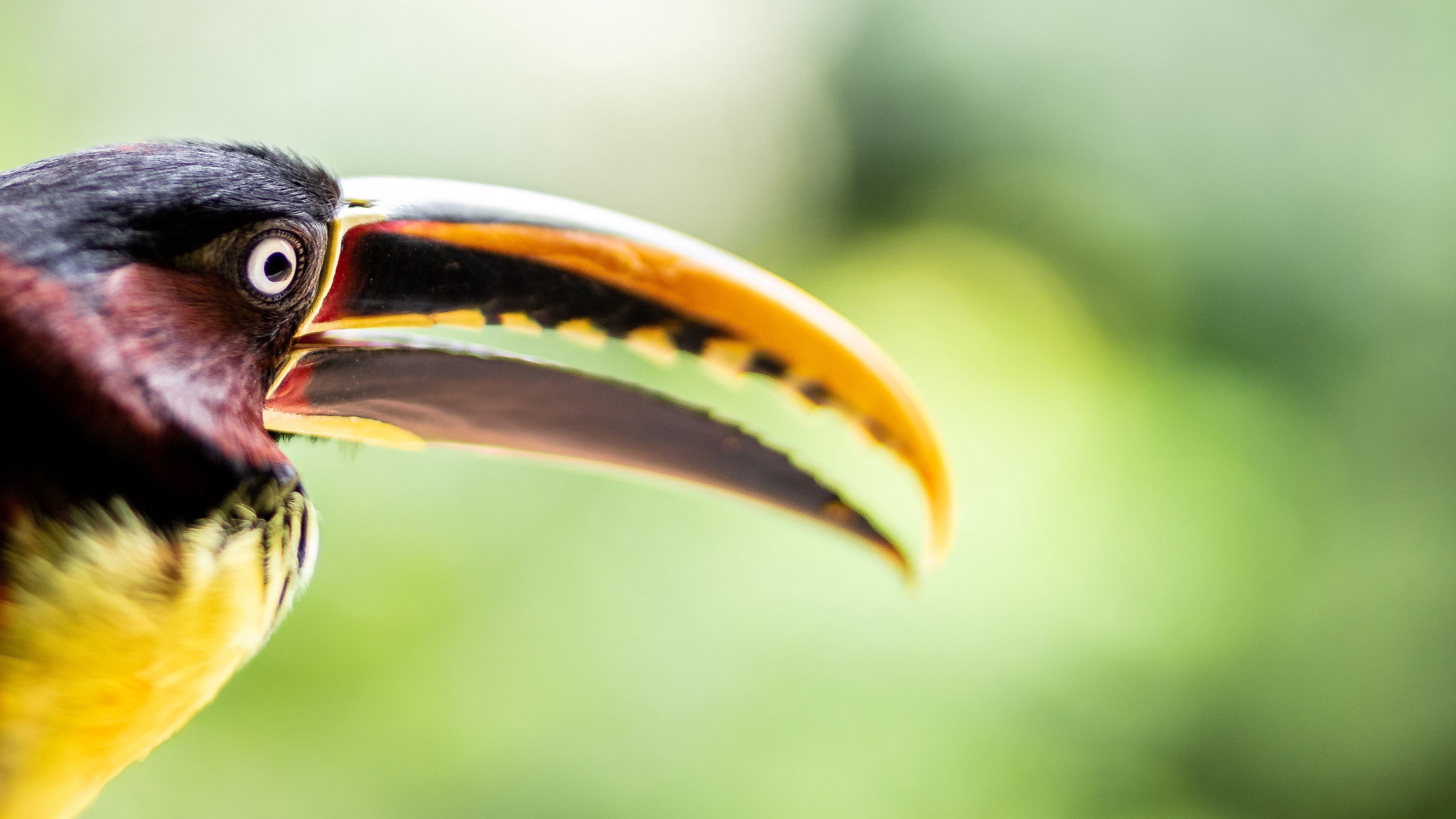 Chestnut-eared aracari, Toucans Wallpaper, 3840x2160 4K Desktop