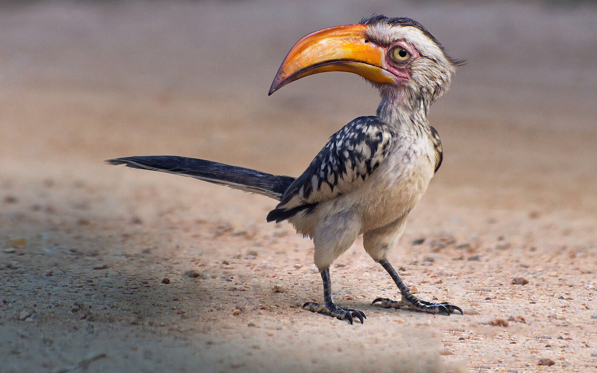 The Lion King 2019, Zazu character, Fanpop wallpaper, Vibrant feathers, 1920x1200 HD Desktop