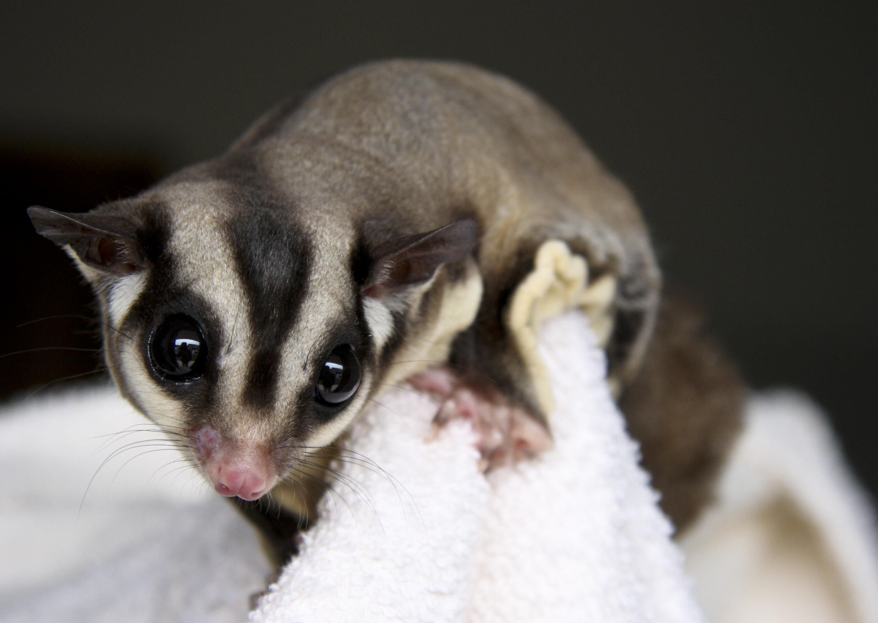 Sugar glider wallpapers, Nature's adorable, Wildlife wonders, Captivating moments, 3030x2150 HD Desktop