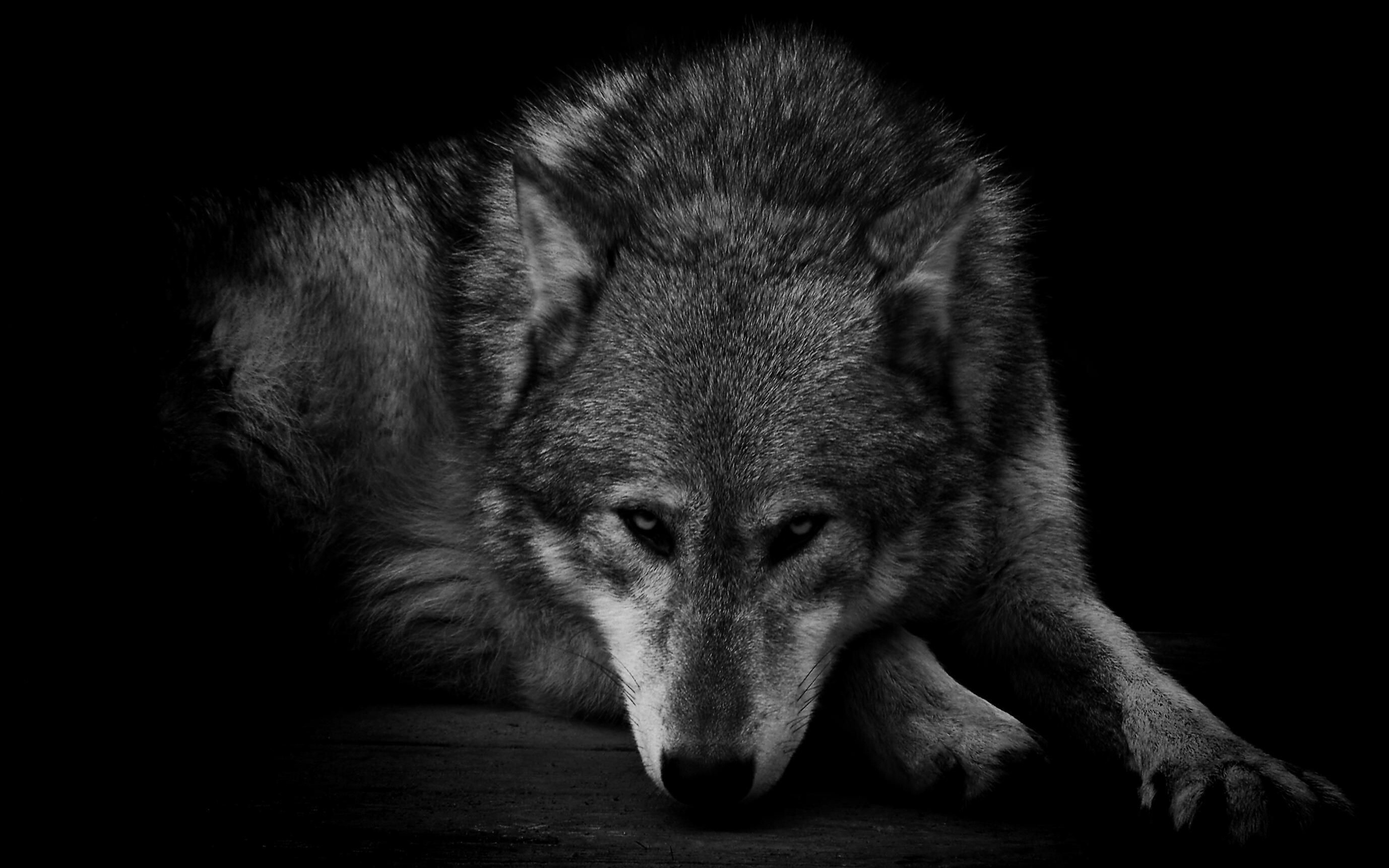 HD wolf close-up, Wild instincts, Powerful predator, Piercing amber eyes, 2760x1730 HD Desktop