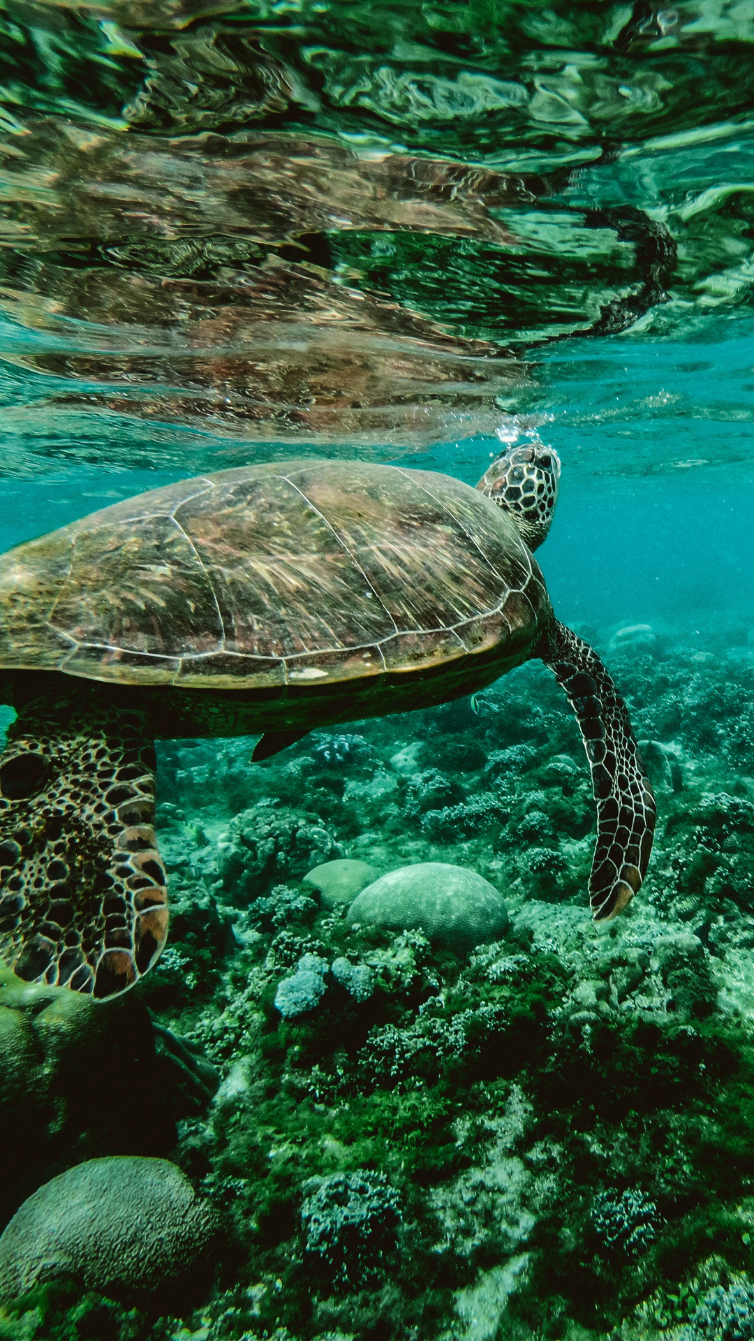 Turtle, Underwater photography, Stunning visuals, Aquatic wonders, 1080x1920 Full HD Phone