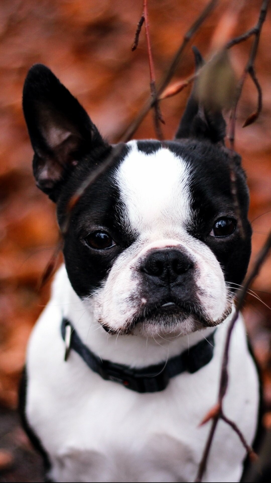 French Bulldog, Cute animal, Wrinkled face, Energetic personality, 1080x1920 Full HD Phone