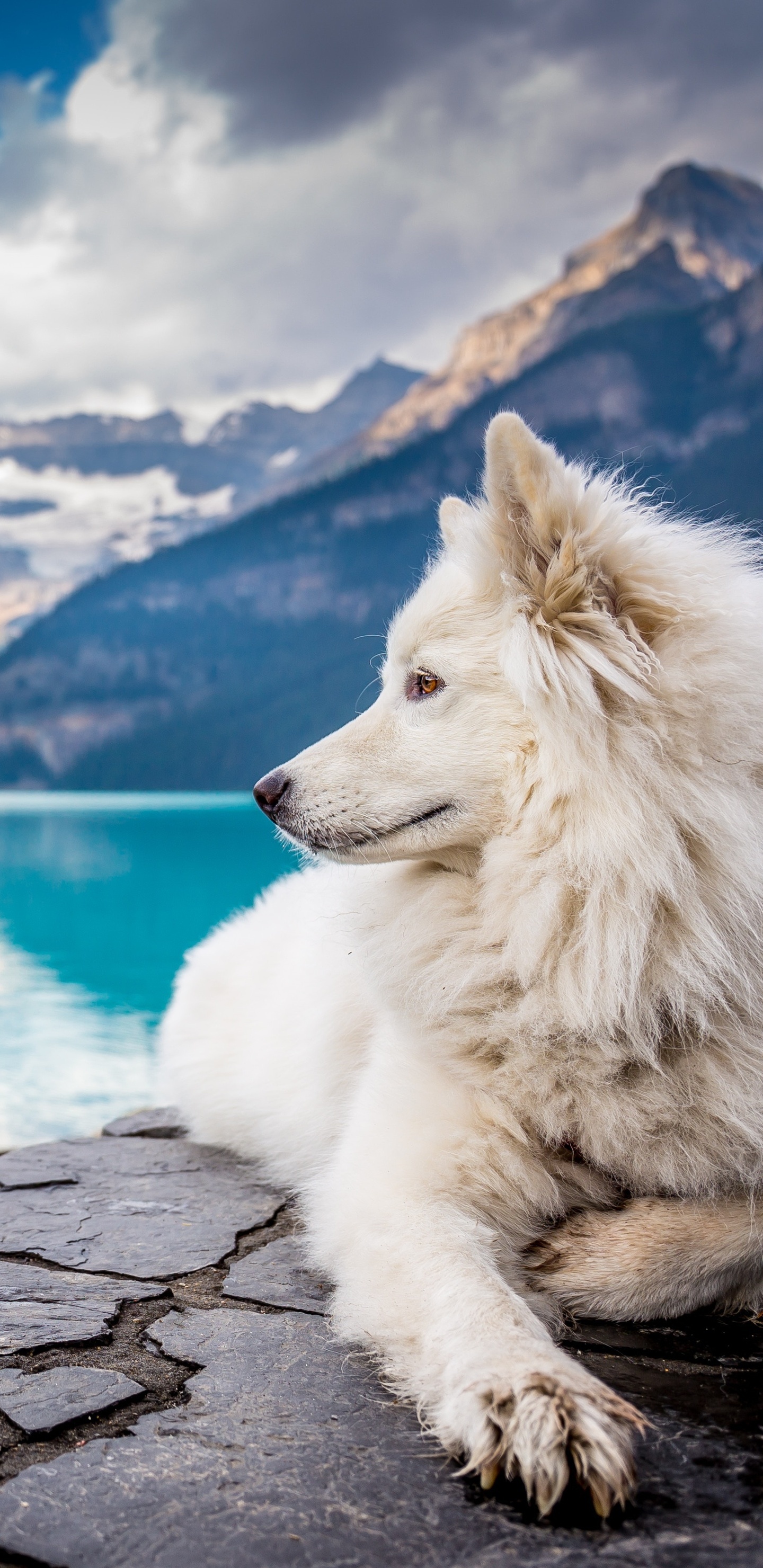 Dog Lake Louise, Samsung Galaxy Note 9, 1440x2960 HD Phone