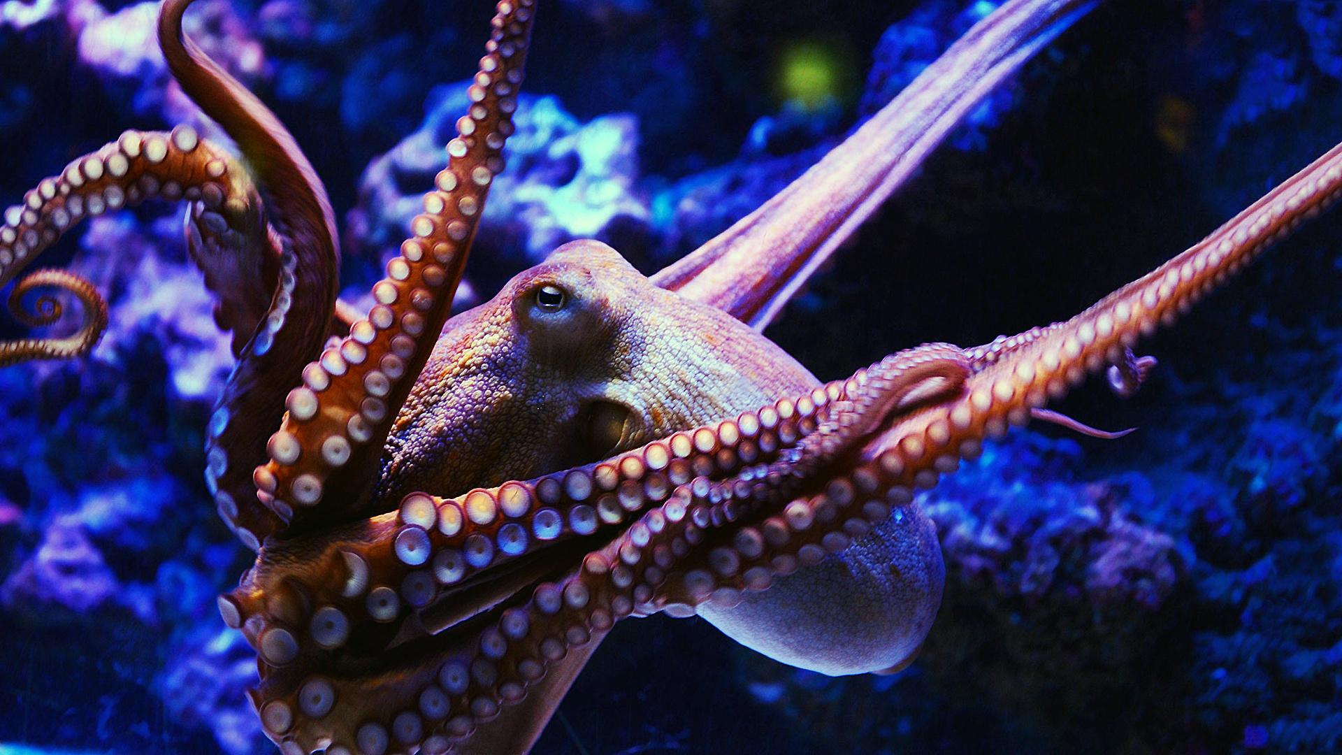 Octopus rwallpapers, Digital octopus art, Wallpaper collector's delight, Cephalopod fan, 1920x1080 Full HD Desktop