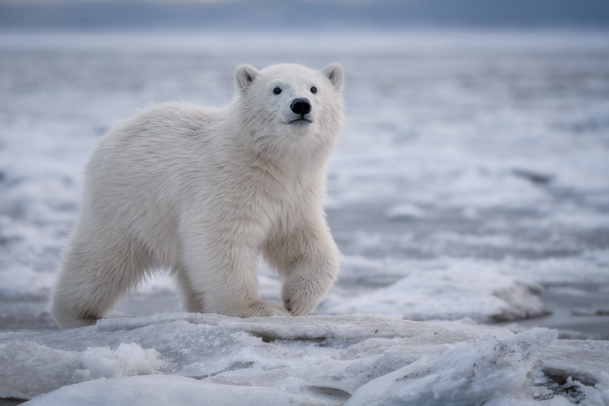 Polar bear photography, Stunning captures, Arctic habitat, Wild beauty, 2050x1370 HD Desktop