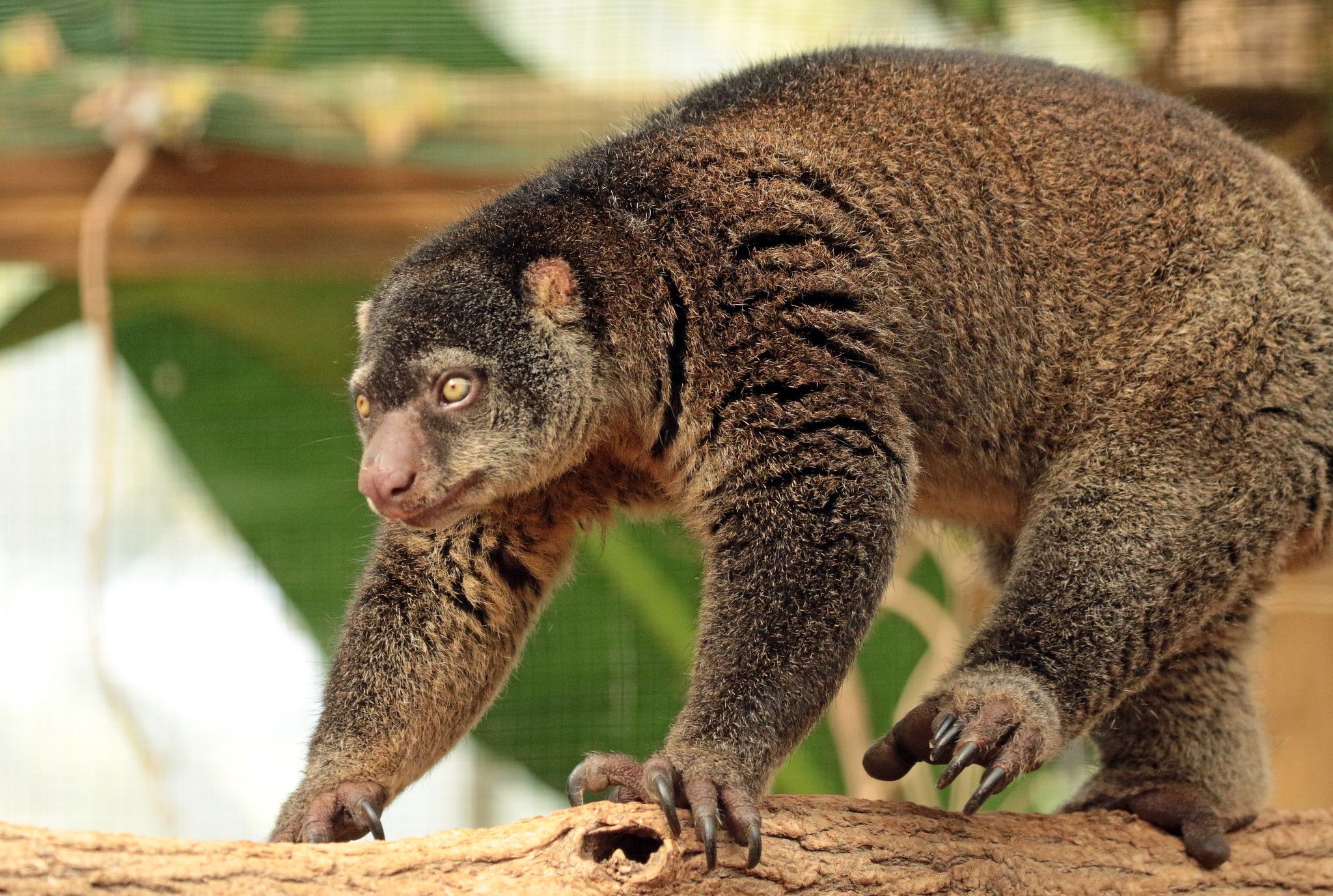 Sulawesi bear cuscus, Endangered species, Unique mammal, Sulawesi island, 2050x1380 HD Desktop