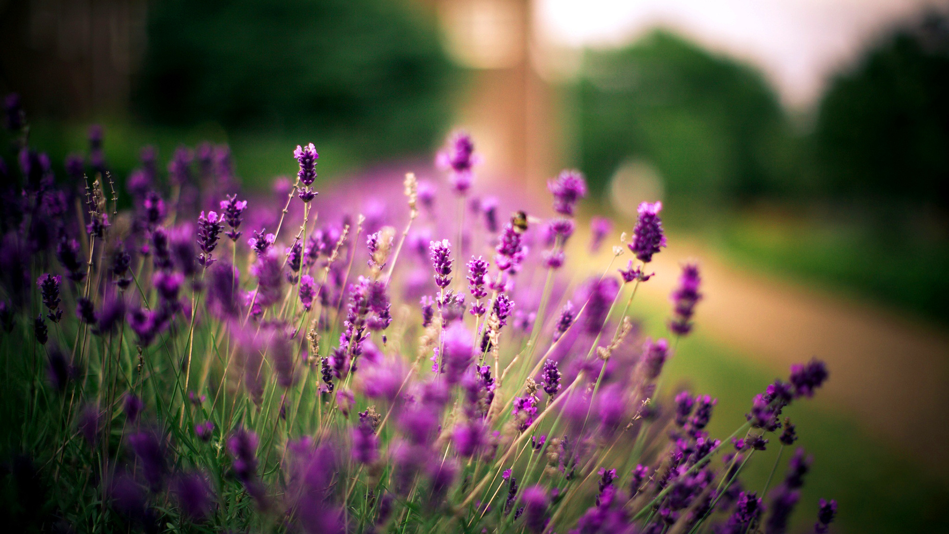 Lavender flower, Purple floral wallpaper, 1920x1080 Full HD Desktop