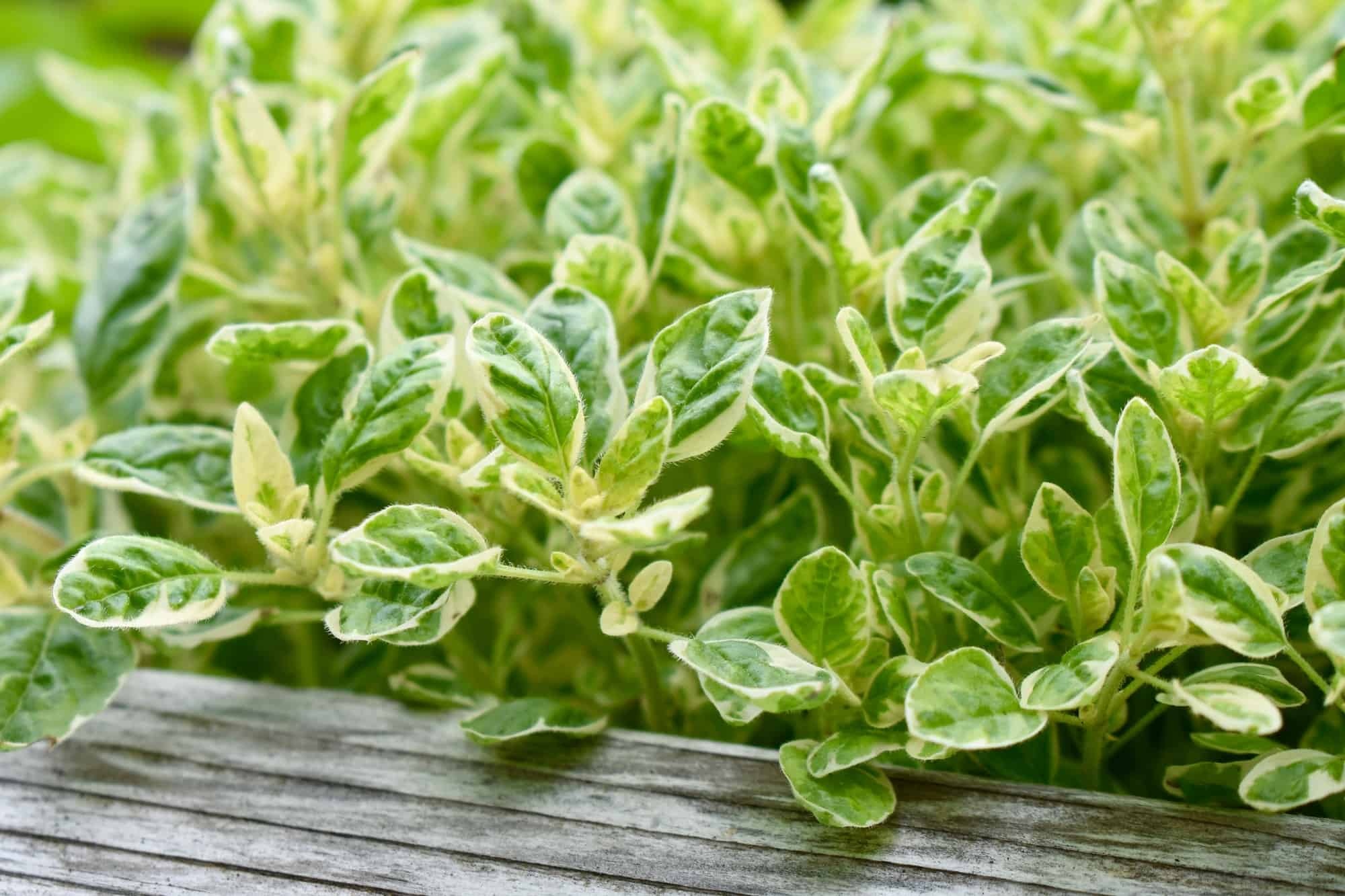 Marjoram companion plants, Grow marjoram, Thehometome, 2000x1340 HD Desktop