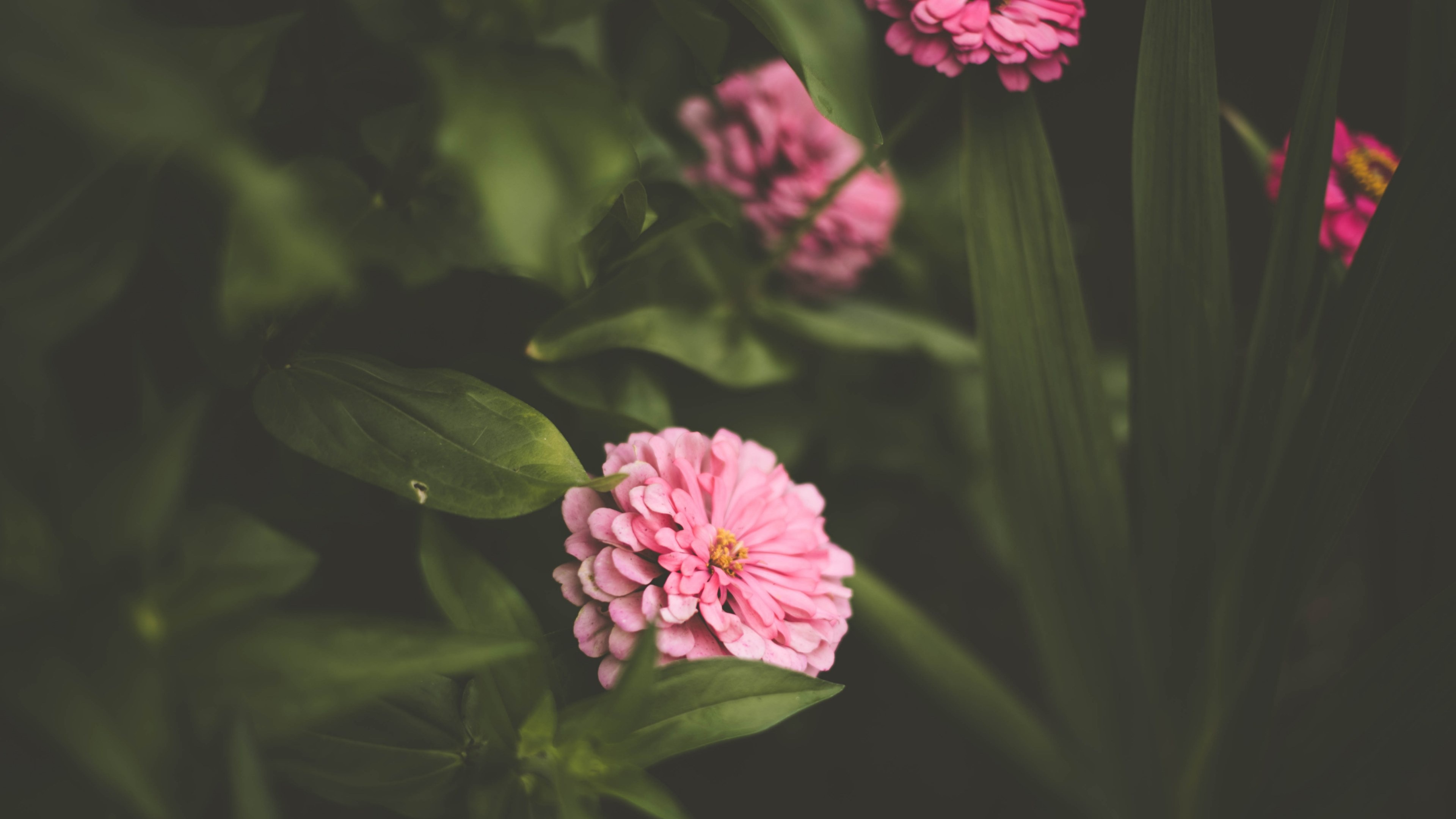 Pink Zinnia flower, Lush green leaves, Muted garden foliage, 4K Desktop wallpaper