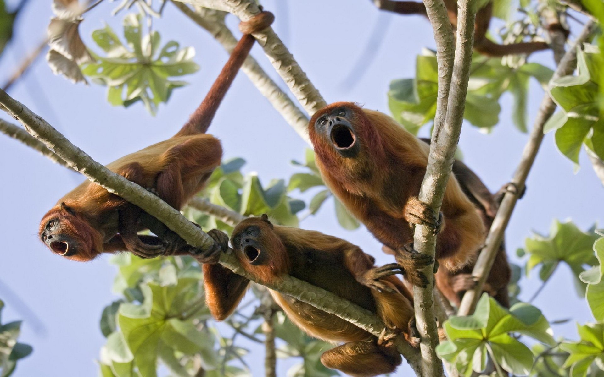 Howler Monkey, Striking red coat, Tropical rainforest dweller, Nature's spectacle, 1920x1200 HD Desktop