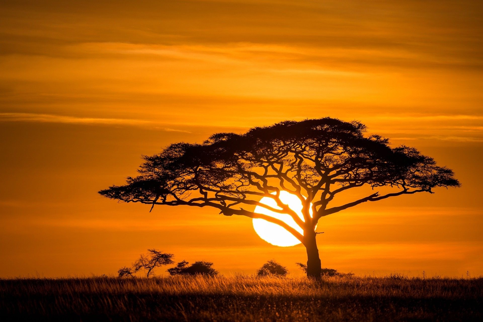 Acacia Tree, Savanna scenery, Breathtaking wallpaper, Nature's marvel, 1920x1290 HD Desktop