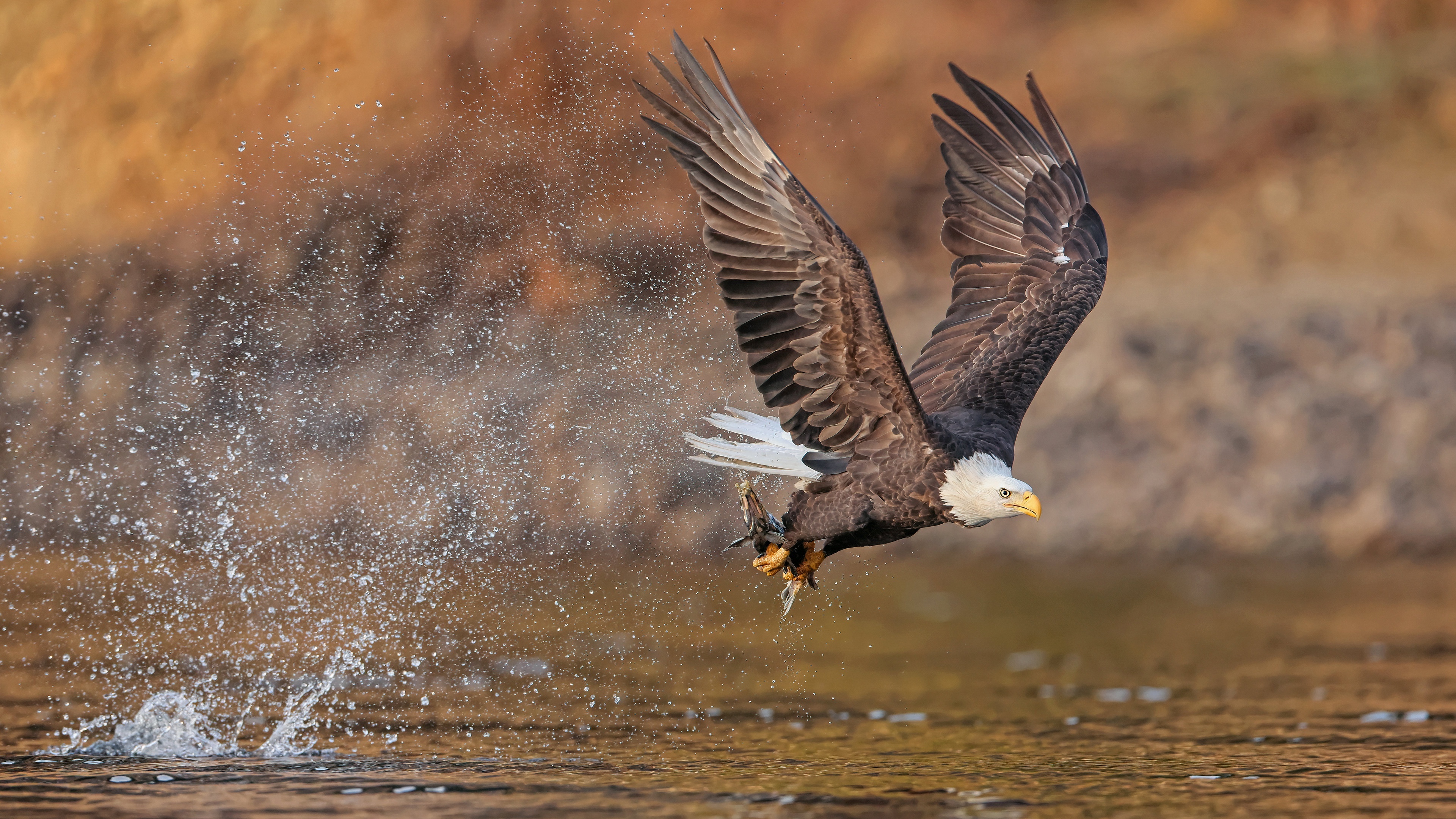 Bald Eagle, 4K ultra HD, Crystal-clear resolution, Detailed feathers, 3840x2160 4K Desktop