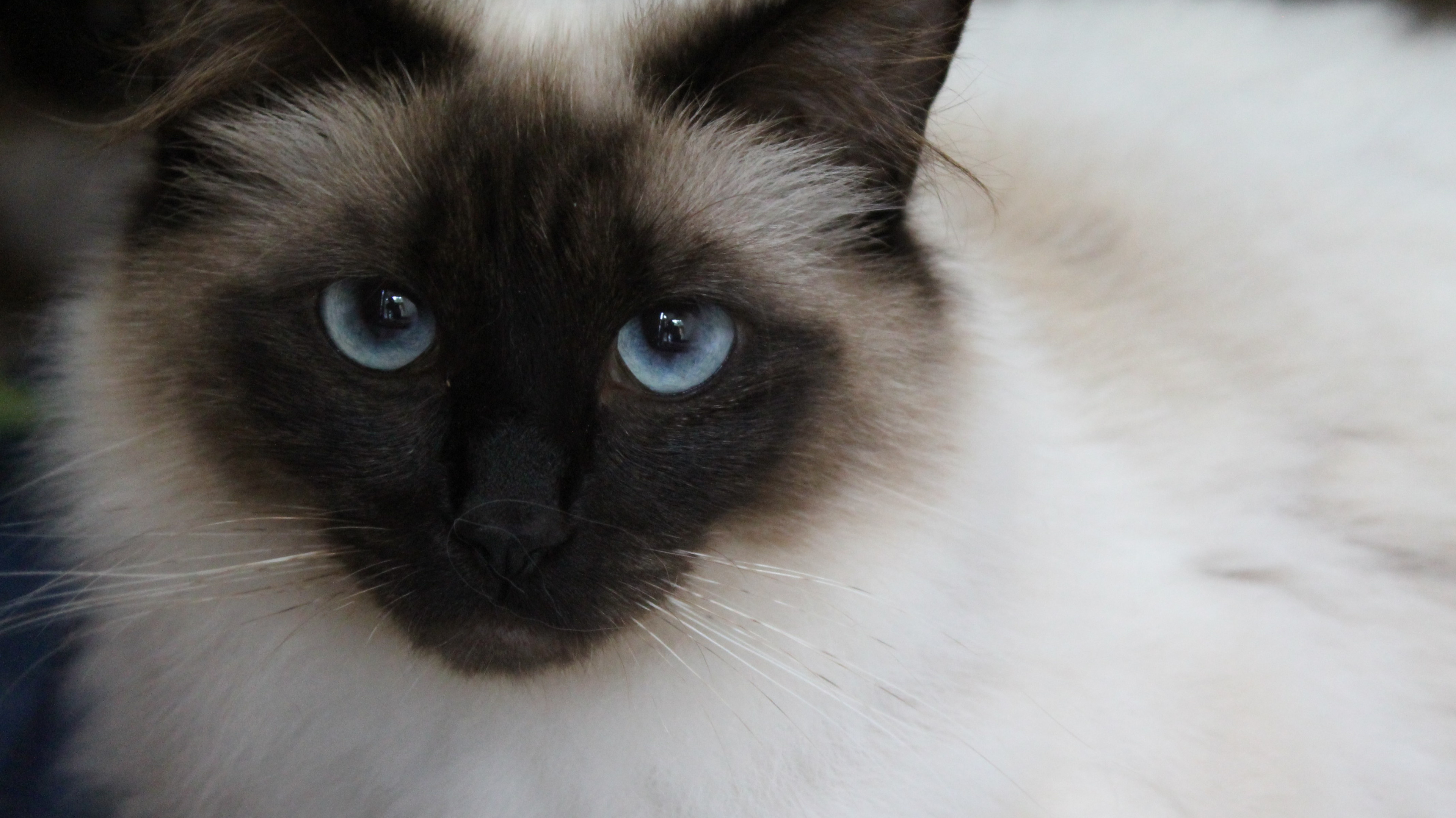 Ragdoll cat hd, Cat hd wallpaper, Ragdoll cat, Wallpaper 18907, 3840x2160 4K Desktop