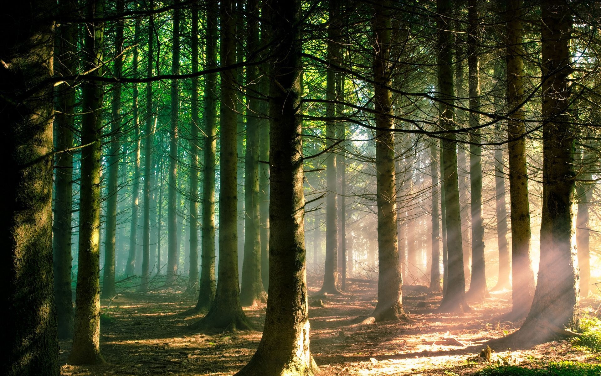 tall pine tree trunks, sunbeams through morning mist, pine needle forest floor, HD Desktop wallpaper