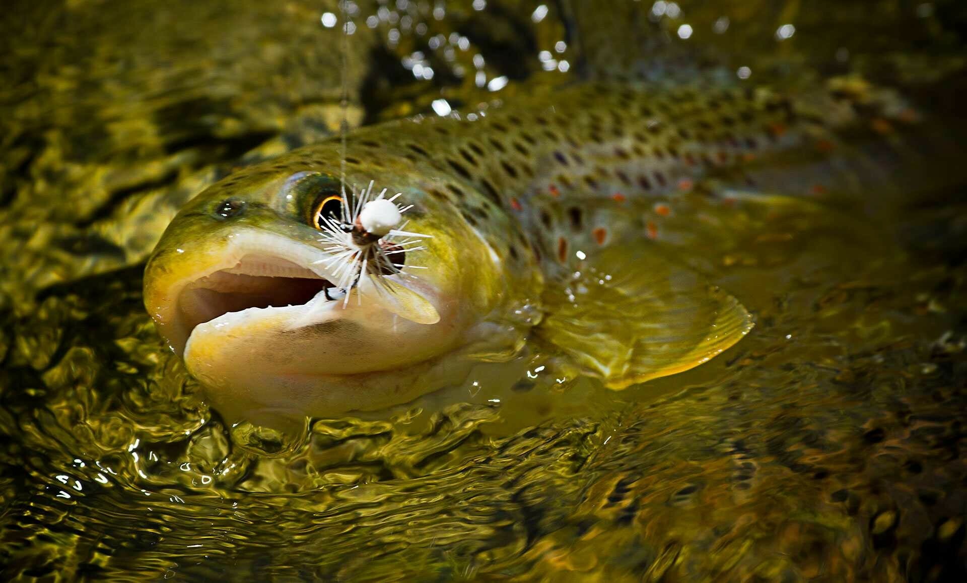 Trout, Fishing Wallpaper, 1920x1160 HD Desktop