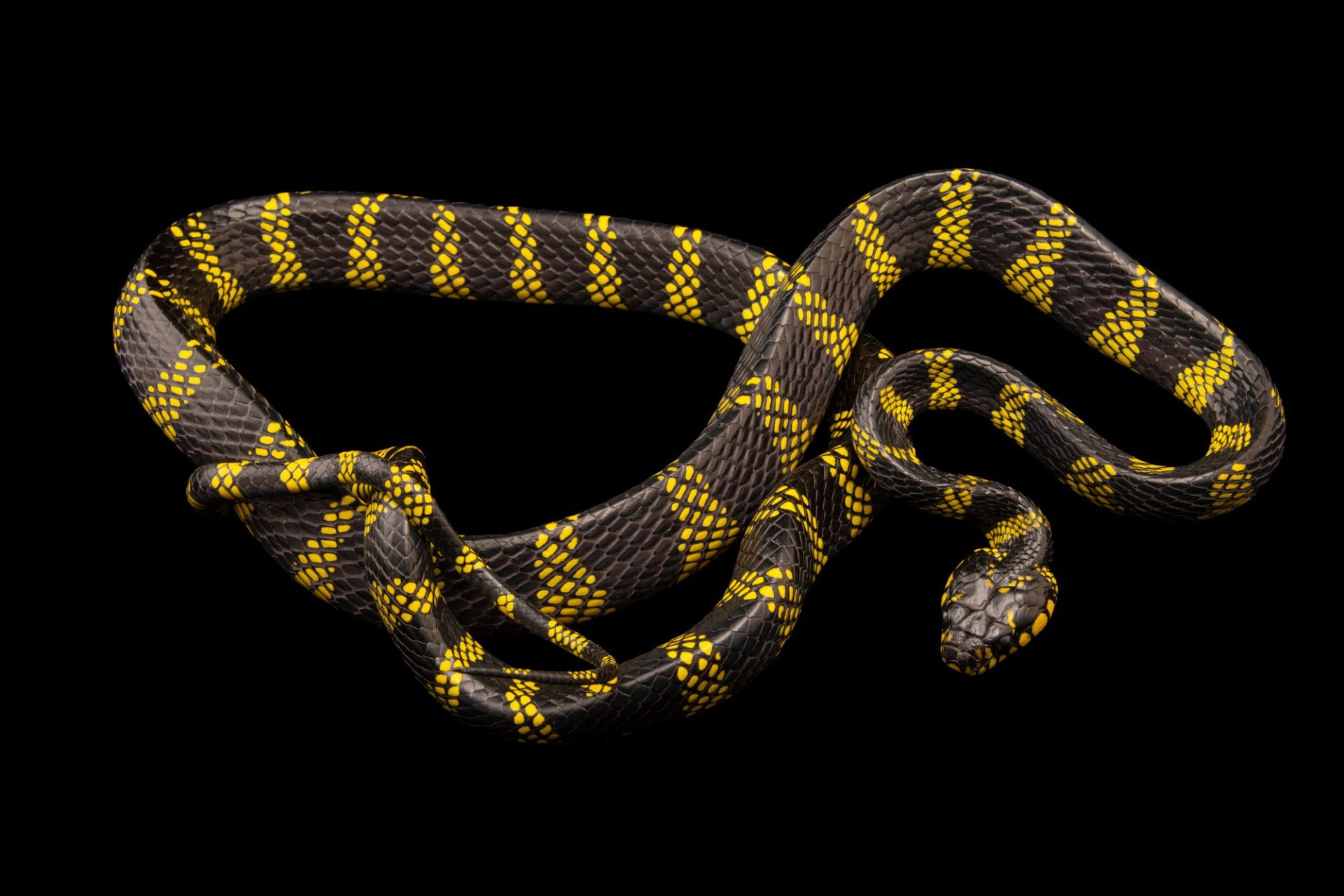 Boiga snake, Joel Sartore, Wildlife photographer, Reptile portraits, 1920x1280 HD Desktop