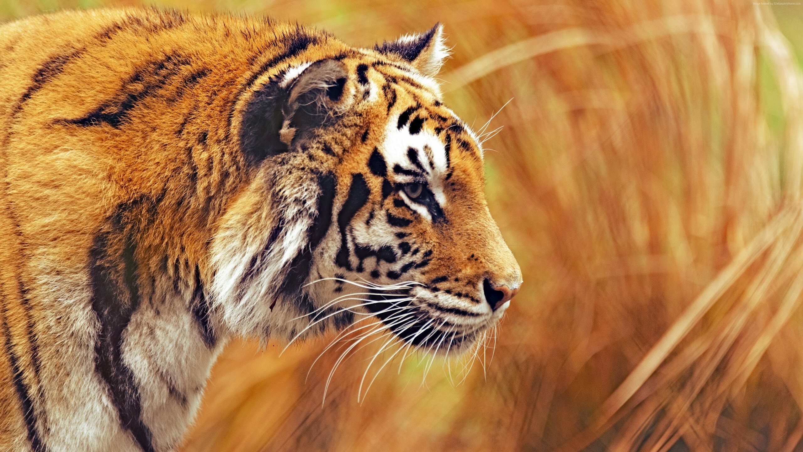 Tiger on desktop, Striking presence on screen, 2560x1440 HD Desktop