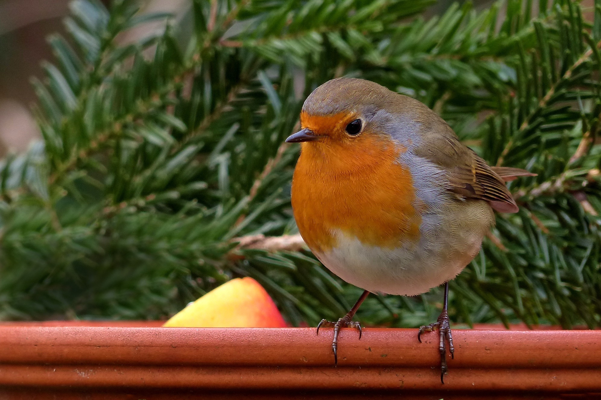 Spruce, Robin (Bird) Wallpaper, 2000x1330 HD Desktop