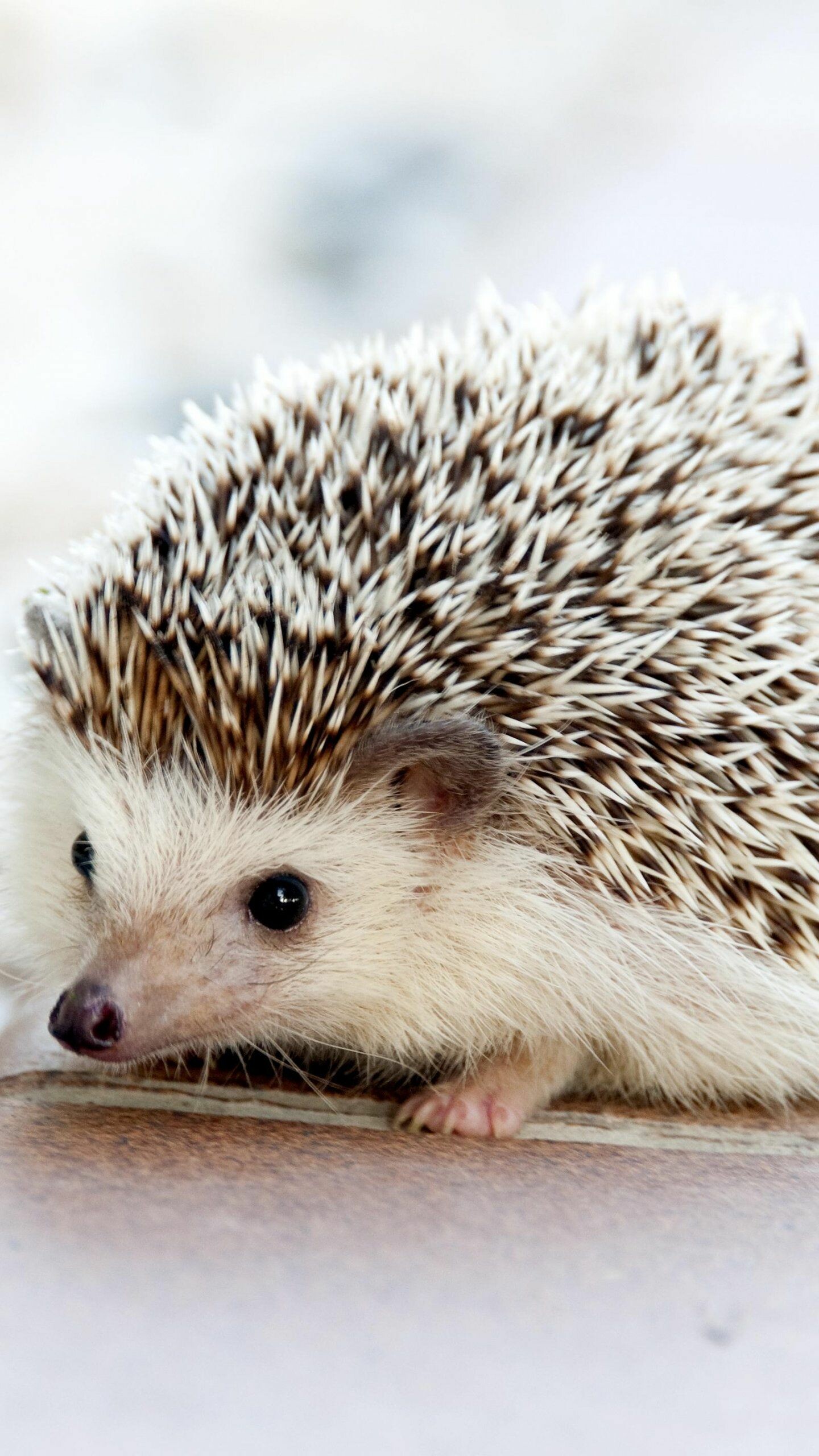 Adorable hedgehog, iPhone and Android, Desktop backgrounds, Wild animal companion, 1440x2560 HD Phone