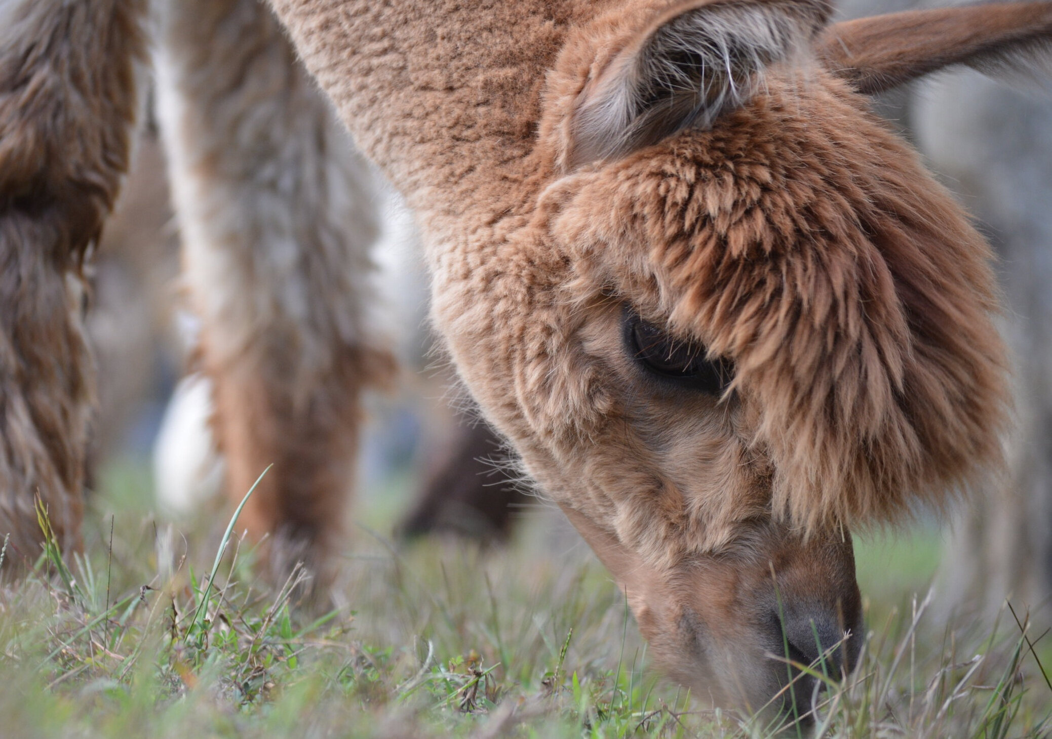 Meadowgate alpacas, Beautiful farm, Serene landscapes, Tranquil environment, 2080x1460 HD Desktop