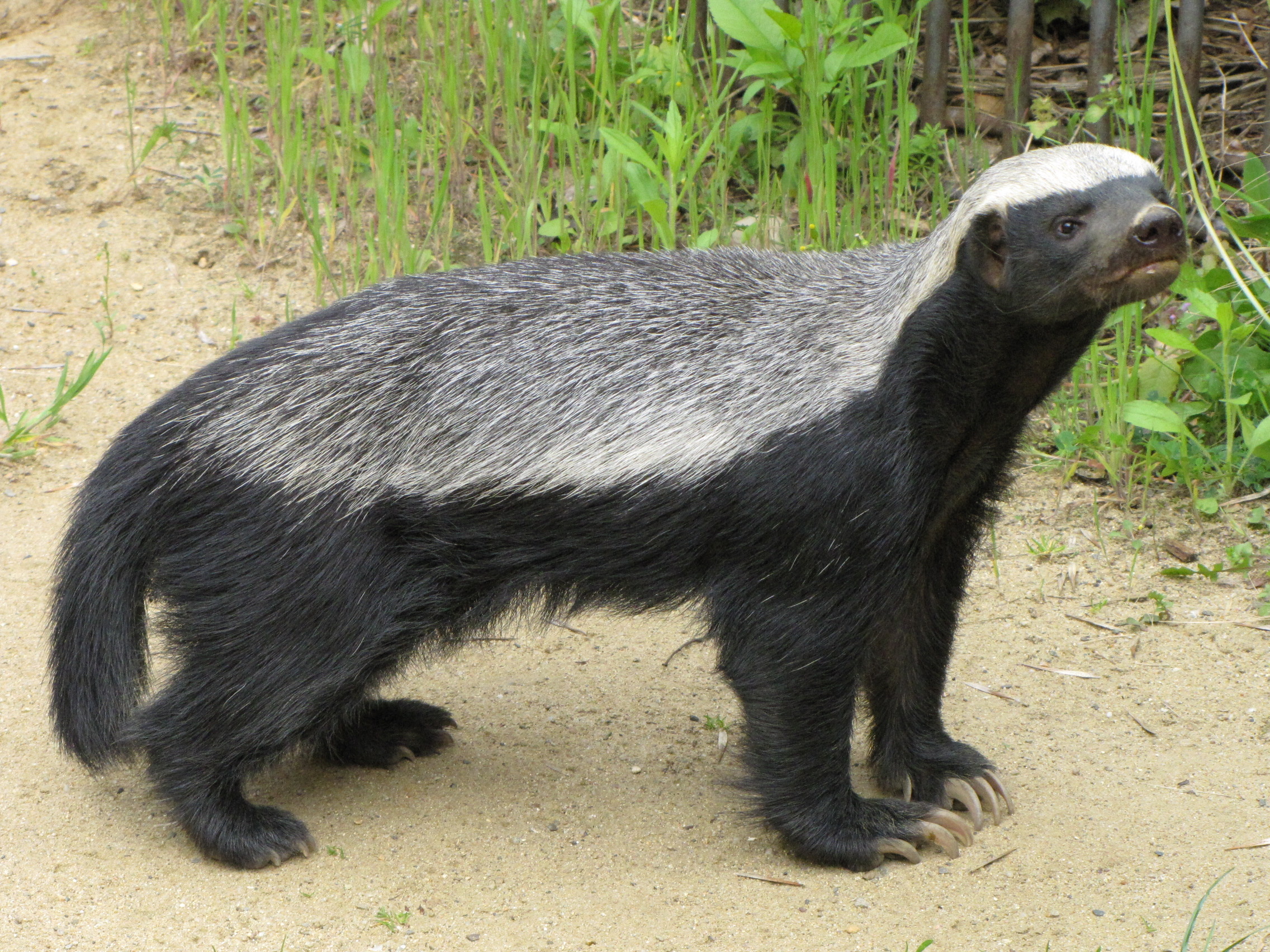 Fearless honey badgers, Nature's most interesting, Animal kingdom wonders, 2280x1710 HD Desktop