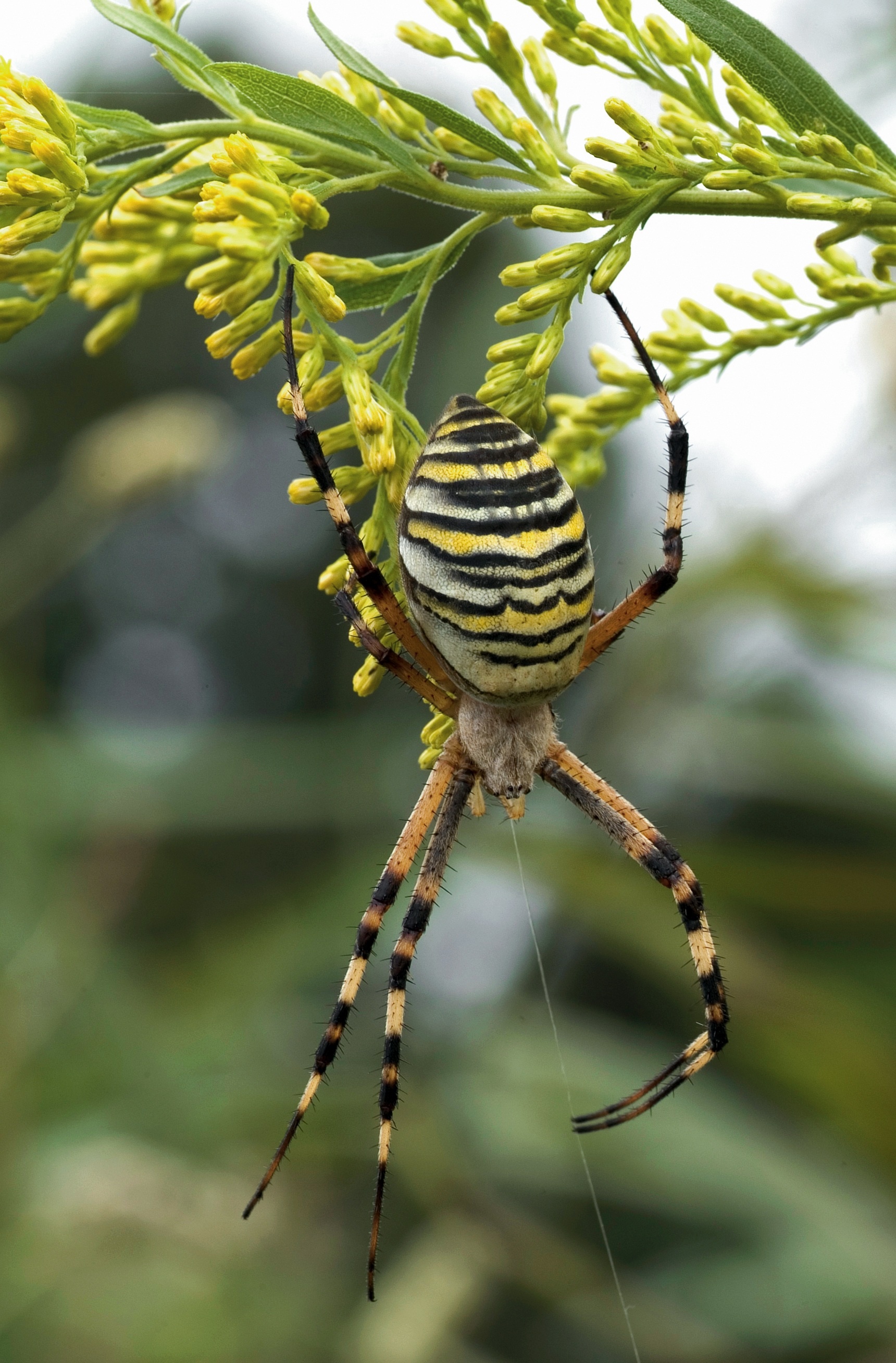 Spider, Wasp spider, Insect photography, Intricate web design, 1720x2620 HD Phone