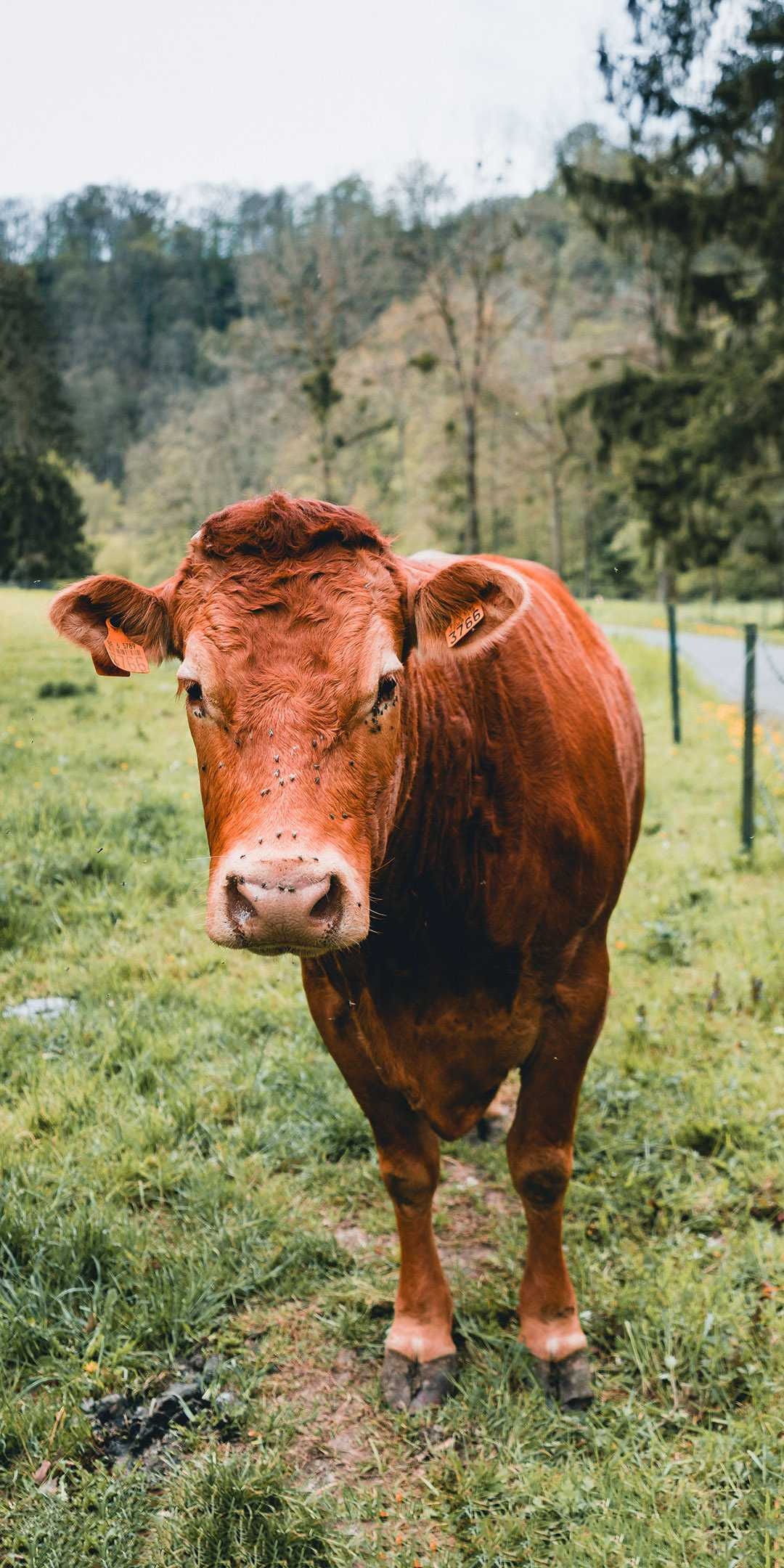 Brown cow wallpapers, Rustic farm scenes, Countryside beauty, Bovine art, 1080x2160 HD Phone