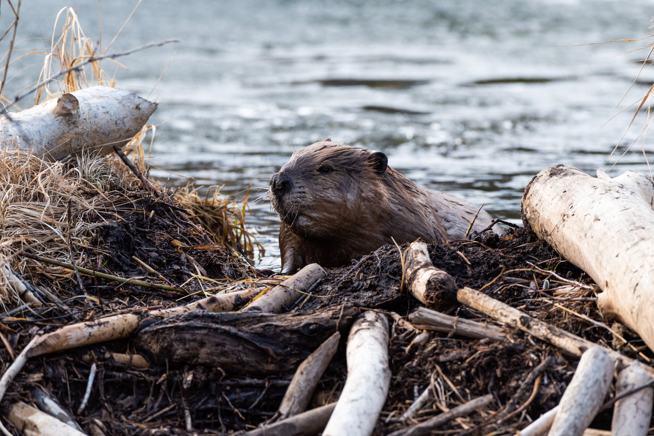 Beaver pond, Damage prevention, Costly repairs, Pond ecosystem, 2120x1420 HD Desktop