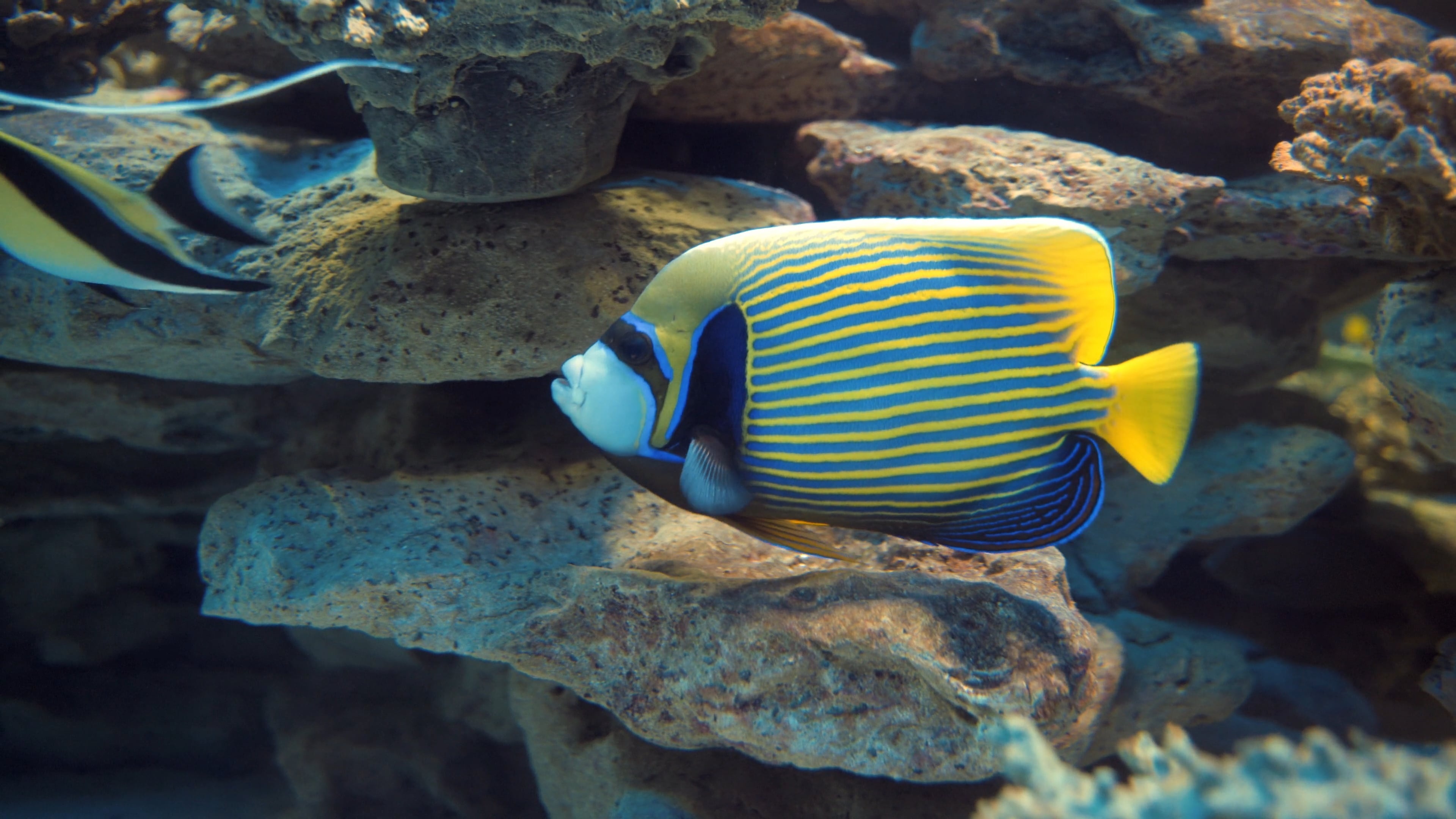 Emperor angelfish beauty, Serene swim, Free video, Aquatic charm, 3840x2160 4K Desktop