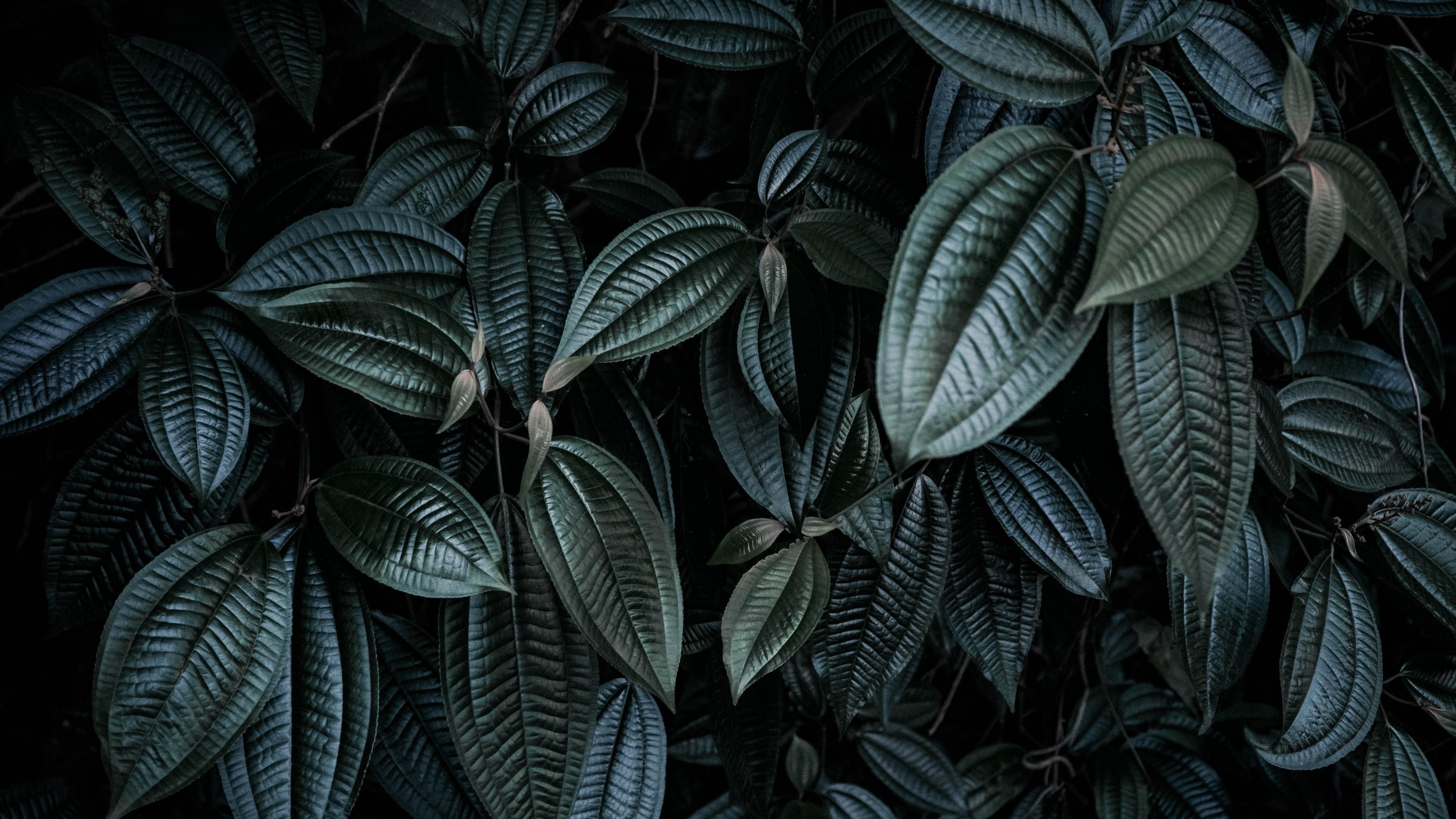 Dark green leaf, Nature's charm, Leafy greens, Natural elegance, 3840x2160 4K Desktop