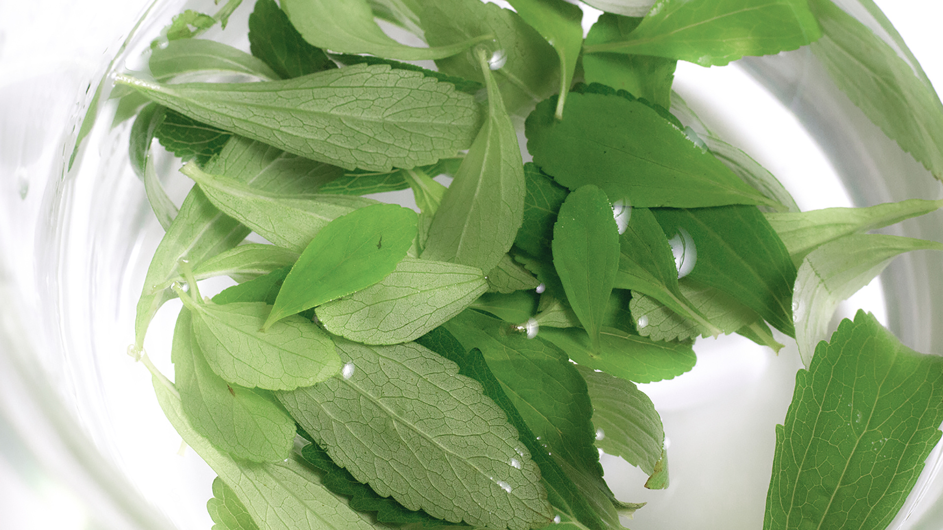 Stevia, SWT, Ethical, Sustainable sweetness, 1920x1080 Full HD Desktop