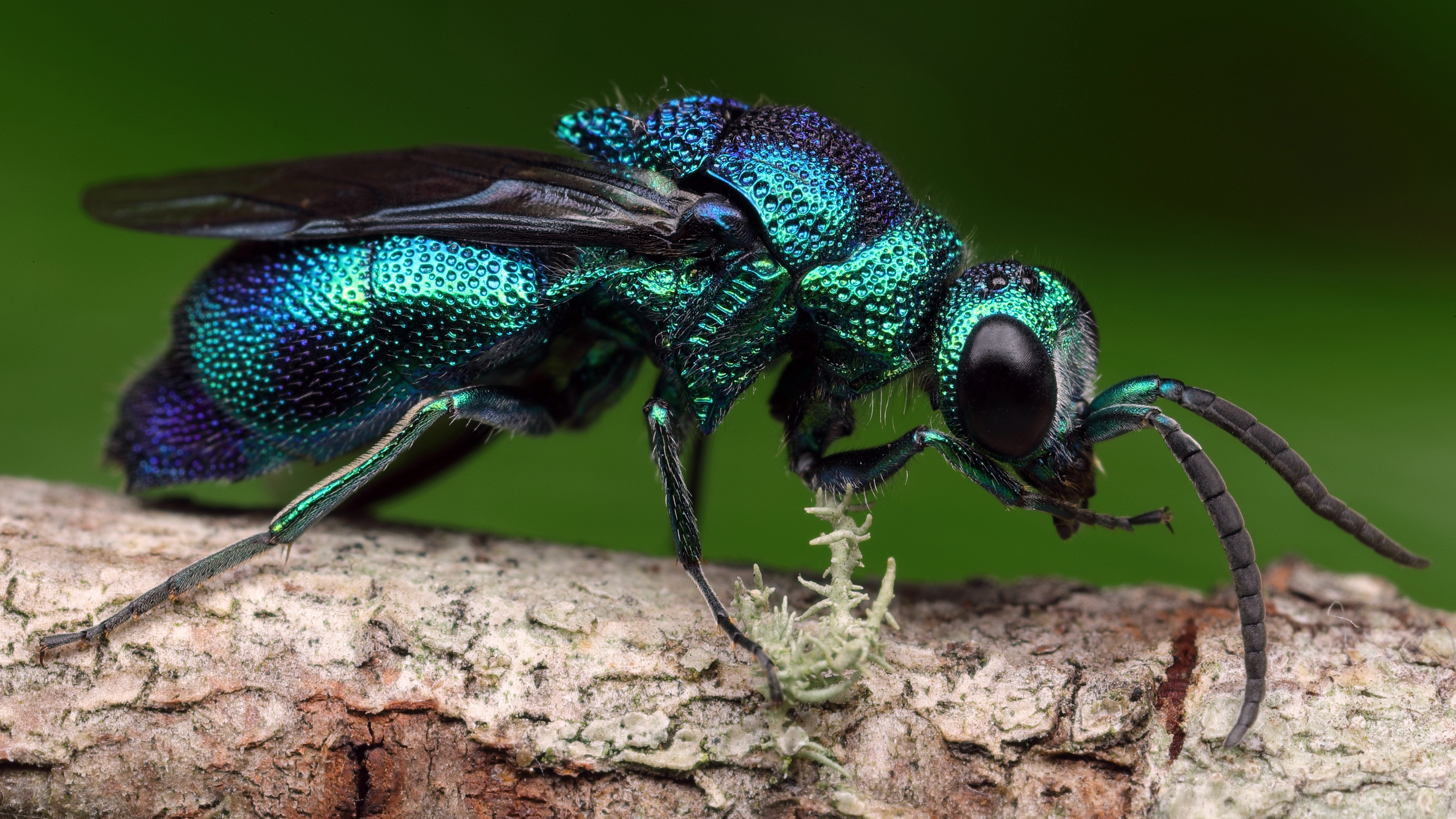 The emerald, Wasp Wallpaper, 3840x2160 4K Desktop