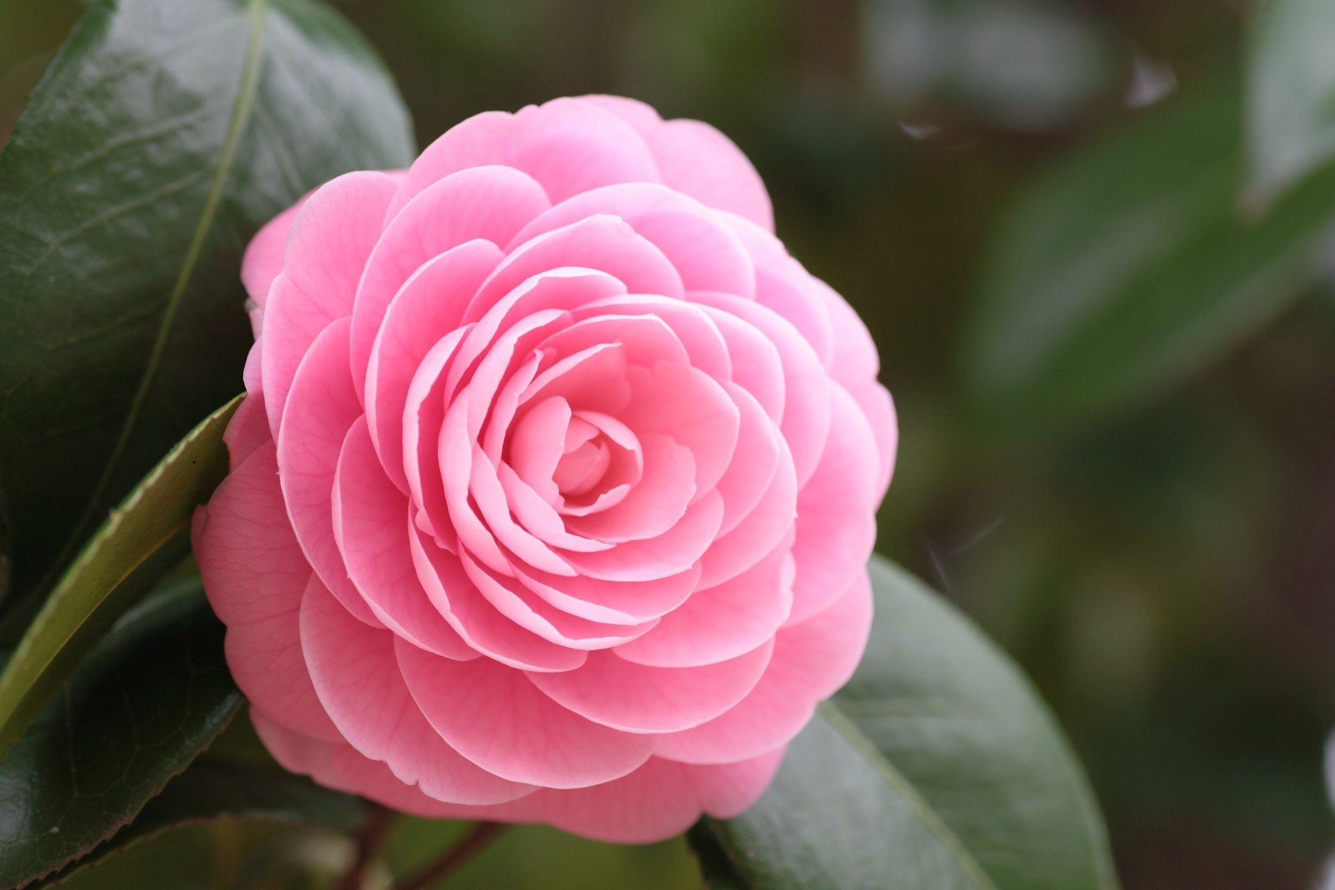 Camellia HD wallpaper, Background image, Background, Image, 1920x1280 HD Desktop