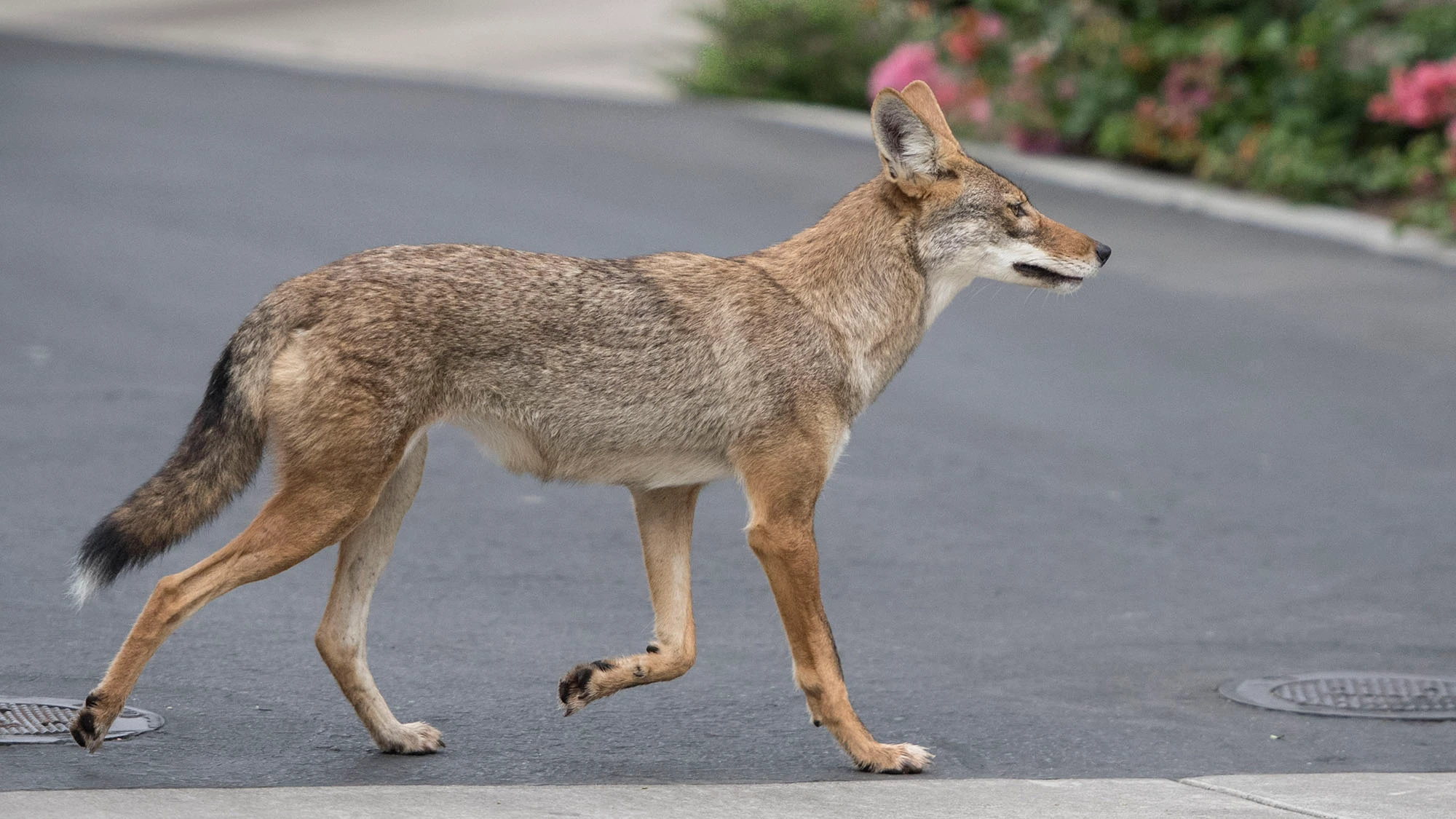 Coyote, Harbor UCLA sightings, Torrance's concerns, Workplace worries, 2000x1130 HD Desktop