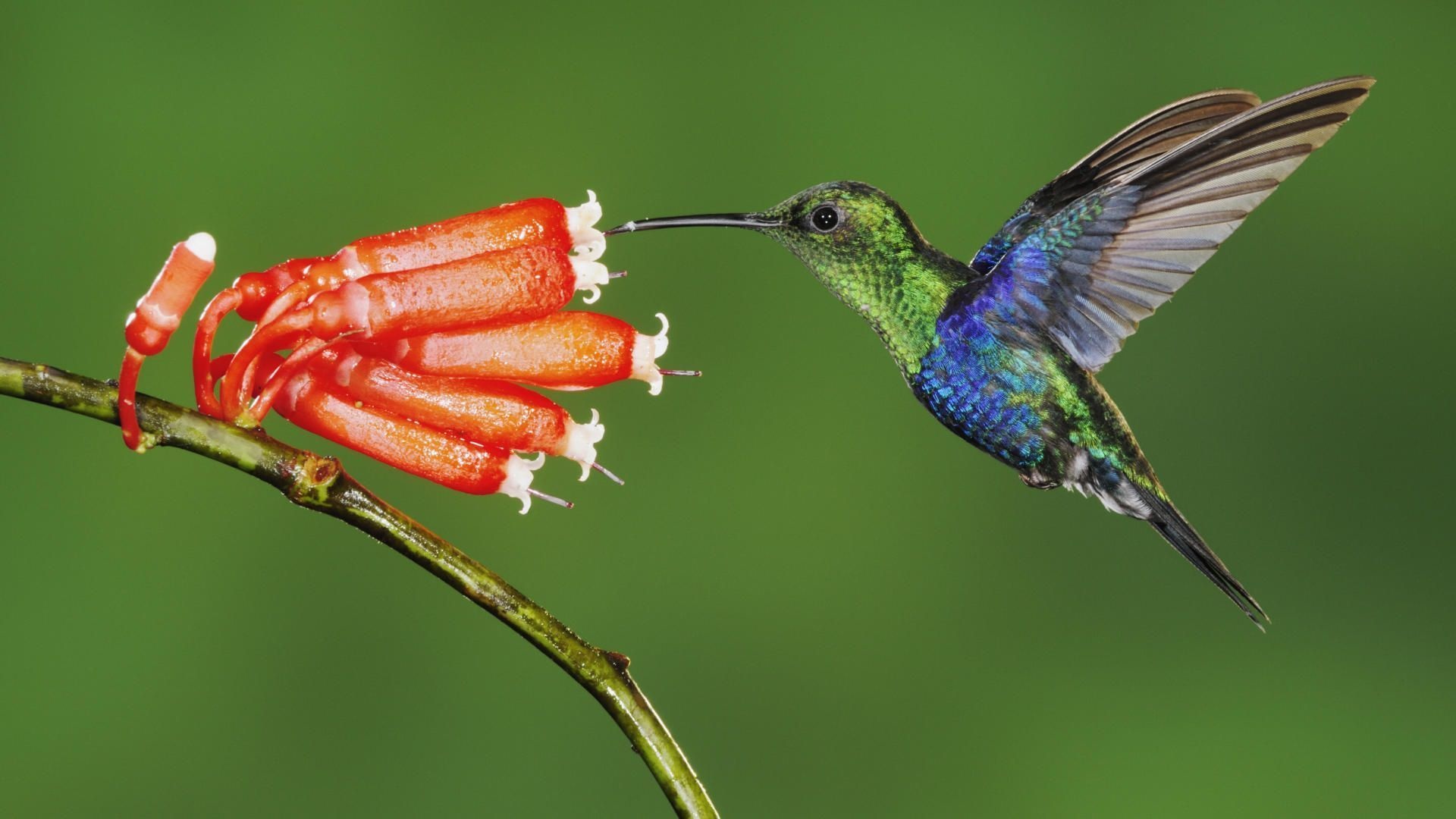 Green-crowned Woodnymph, Hummingbirds Wallpaper, 1920x1080 Full HD Desktop